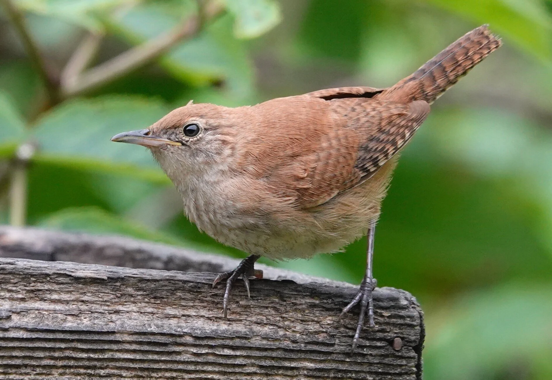 AL BATT/BLUFF COUNTRY READER A house wren weighs about the same as two quarters.