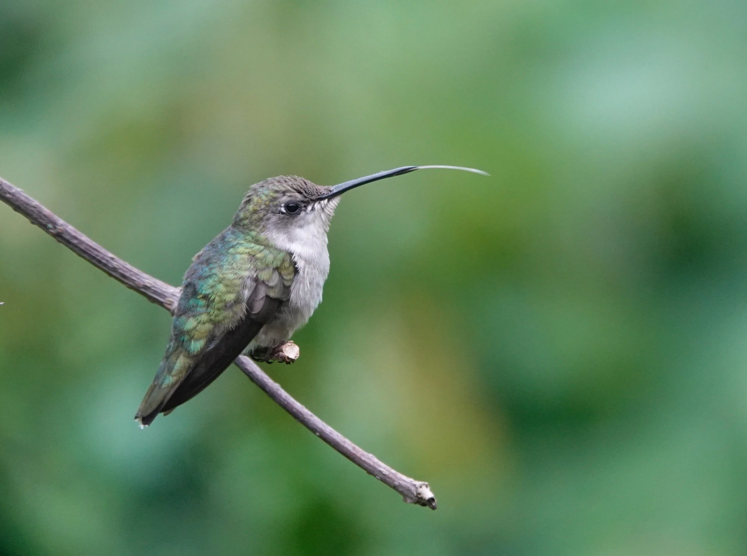 AL BATT/BLUFF COUNTRY READER A ruby-throated hummingbird sticks out its tongue at another. 