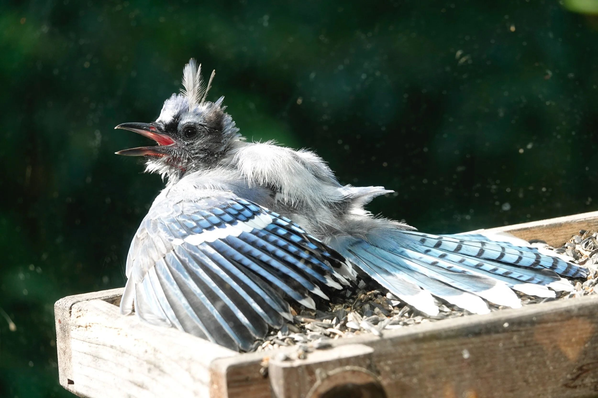A blue jay basks in the sun.