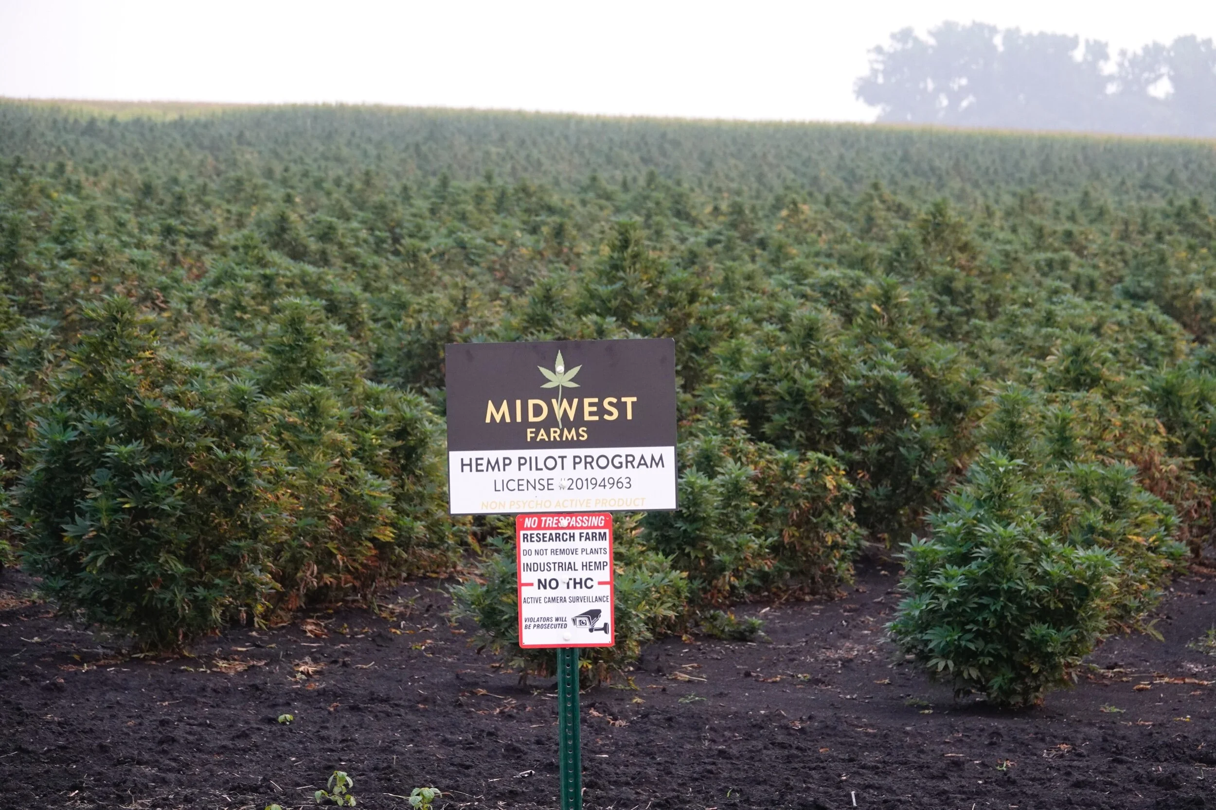 Near Waldorf, Minnesota.