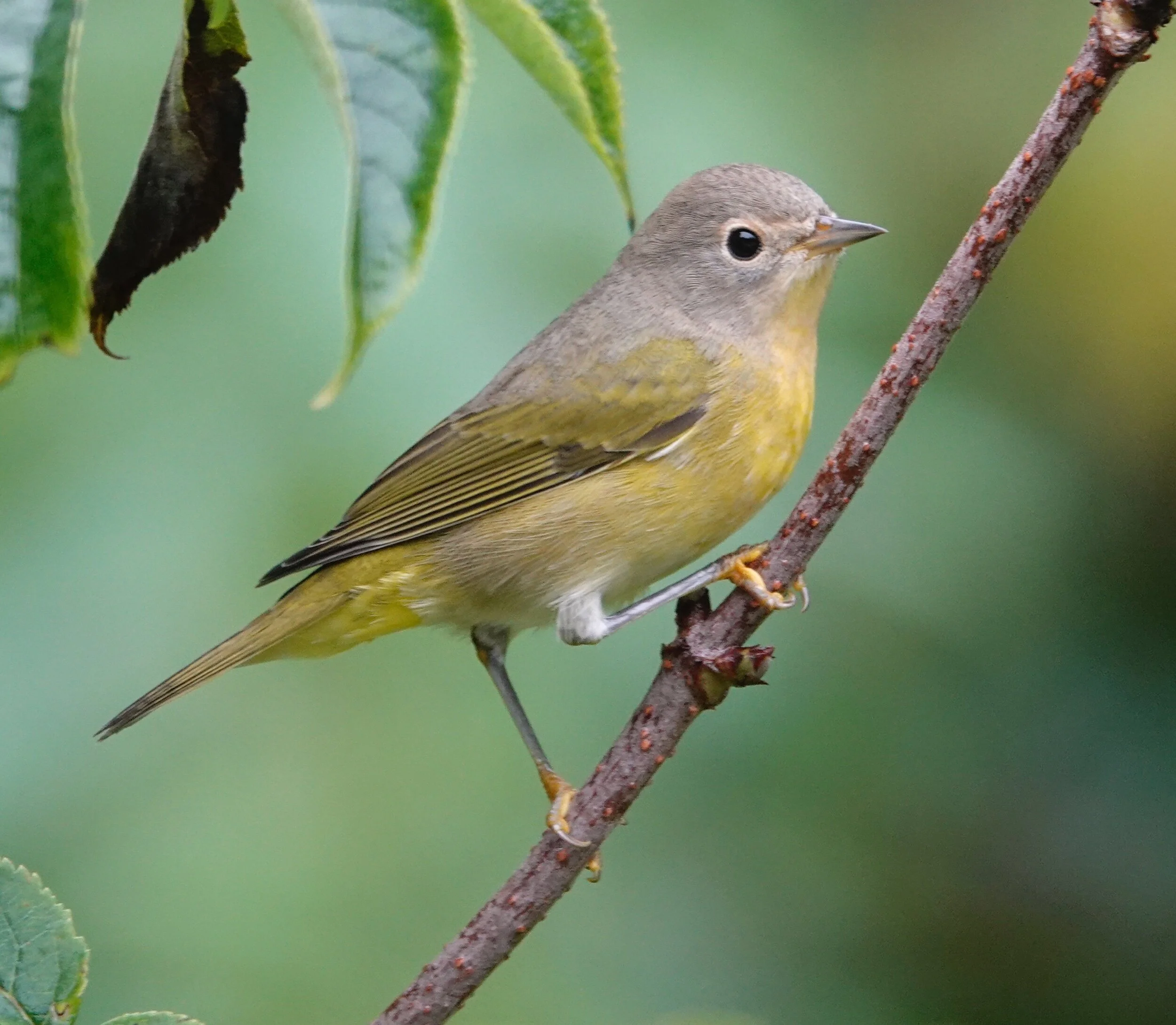 AL BATT/BLUFF COUNTRY READER The Nashville warbler sometimes uses porcupine quills as nest material.