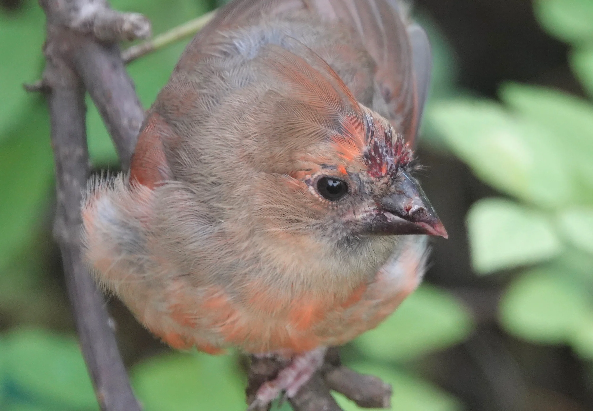A young cardinal’s bill is black.