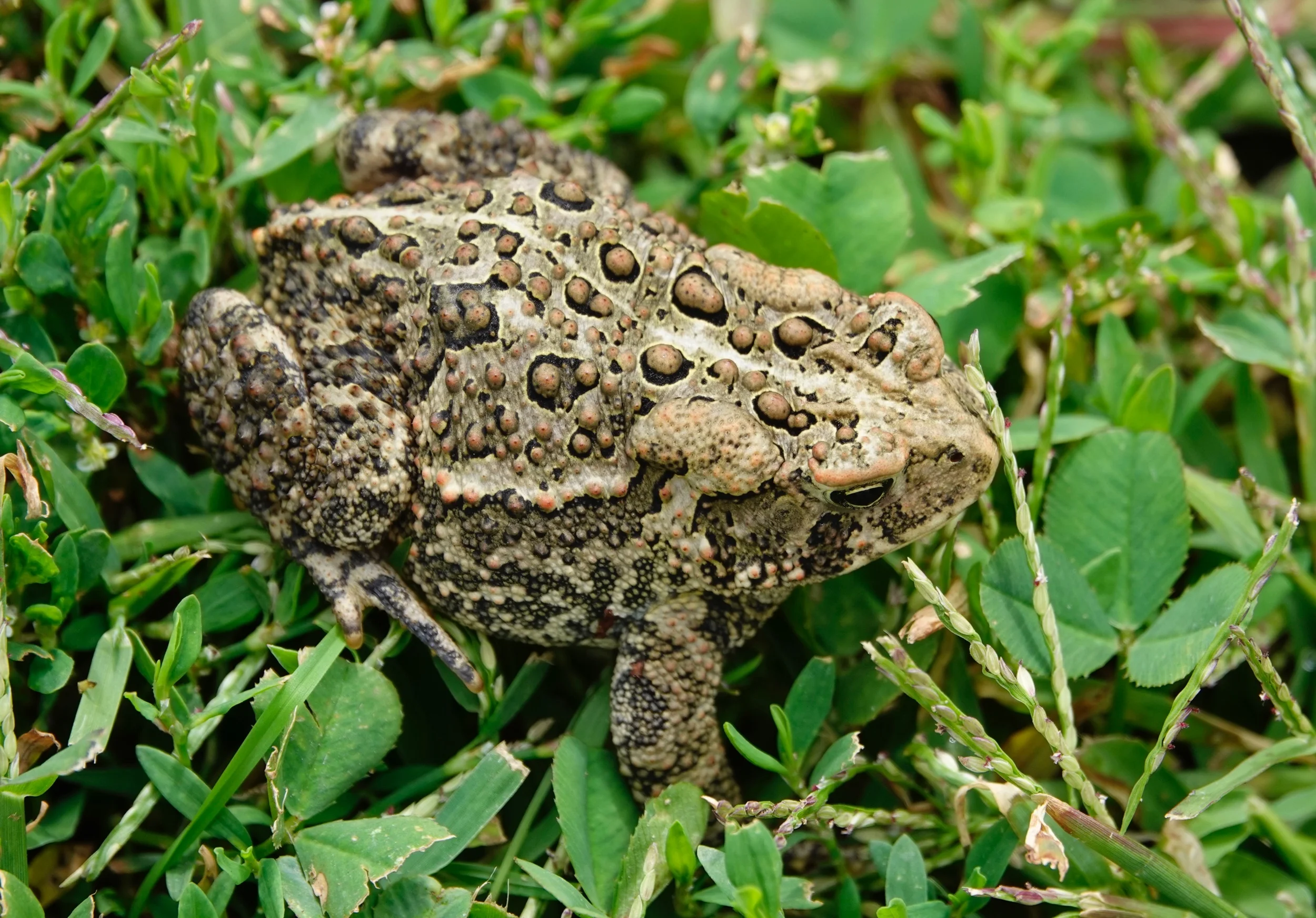 An American toad, out there in the jungle thatvis my lawn, slugging it out with slugs.