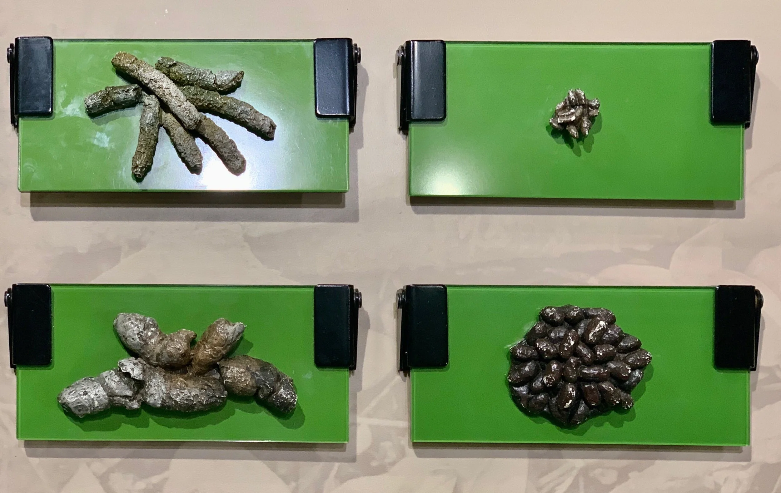 A poop quiz at the J.C. Hormel Nature Center in Austin, MInnesota.