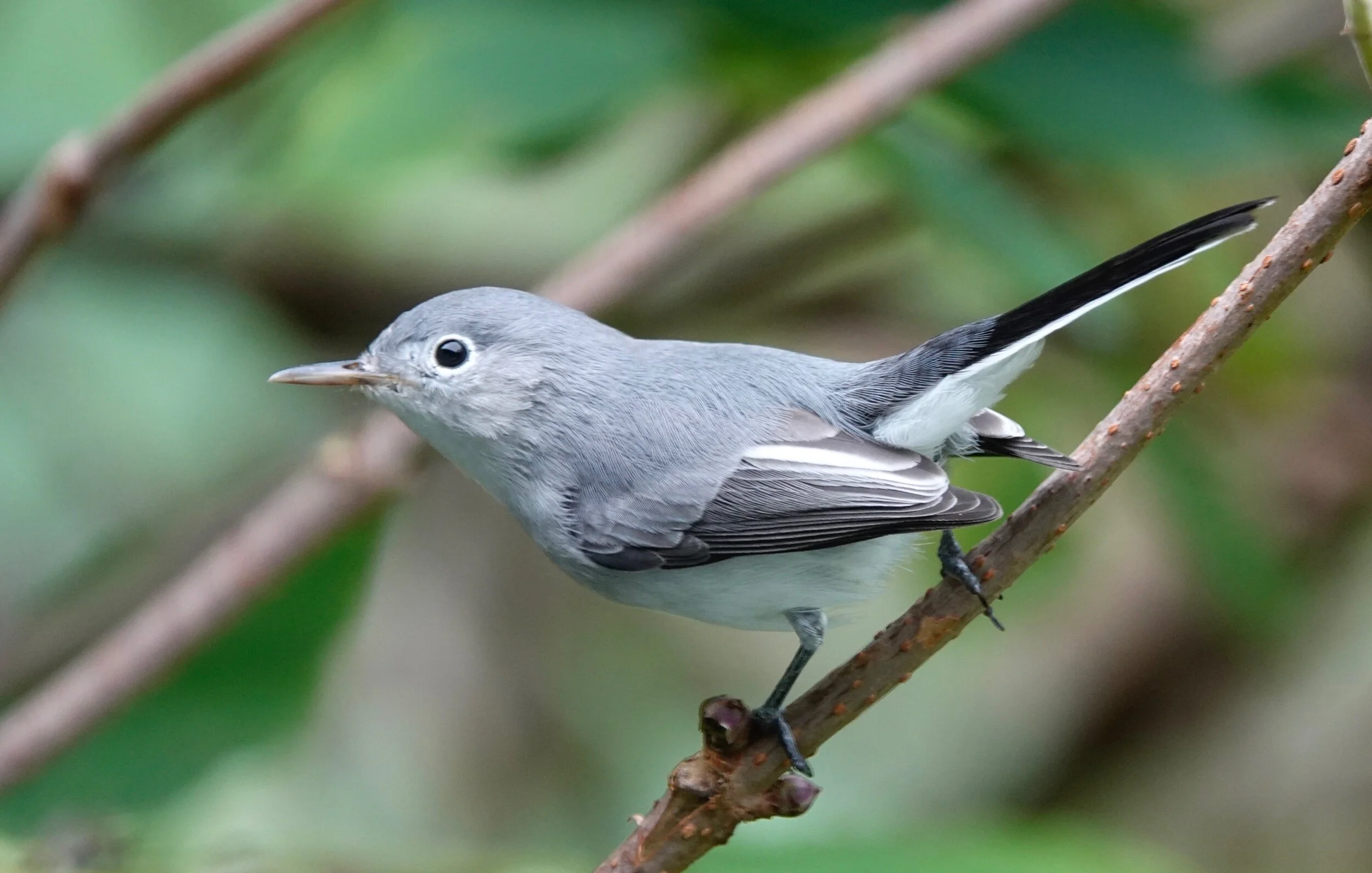 AL BATT/BLUFF COUNTRY READER The blue-gray gnatcatcher is nicknamed the “little mockingbird” due to its appearance and its ability to mimic other birds.