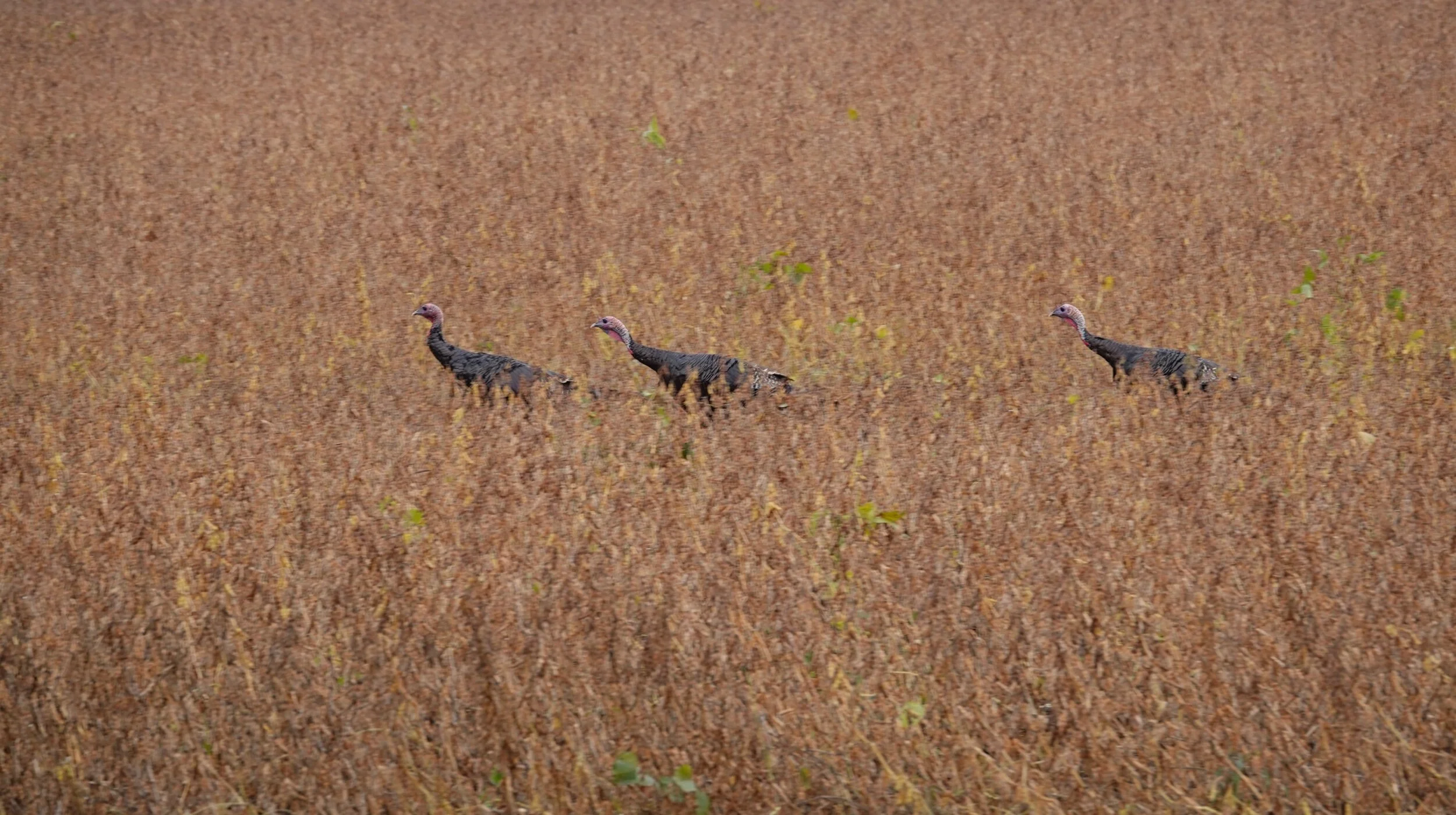 Children of the corn meet turkeys of the beans.