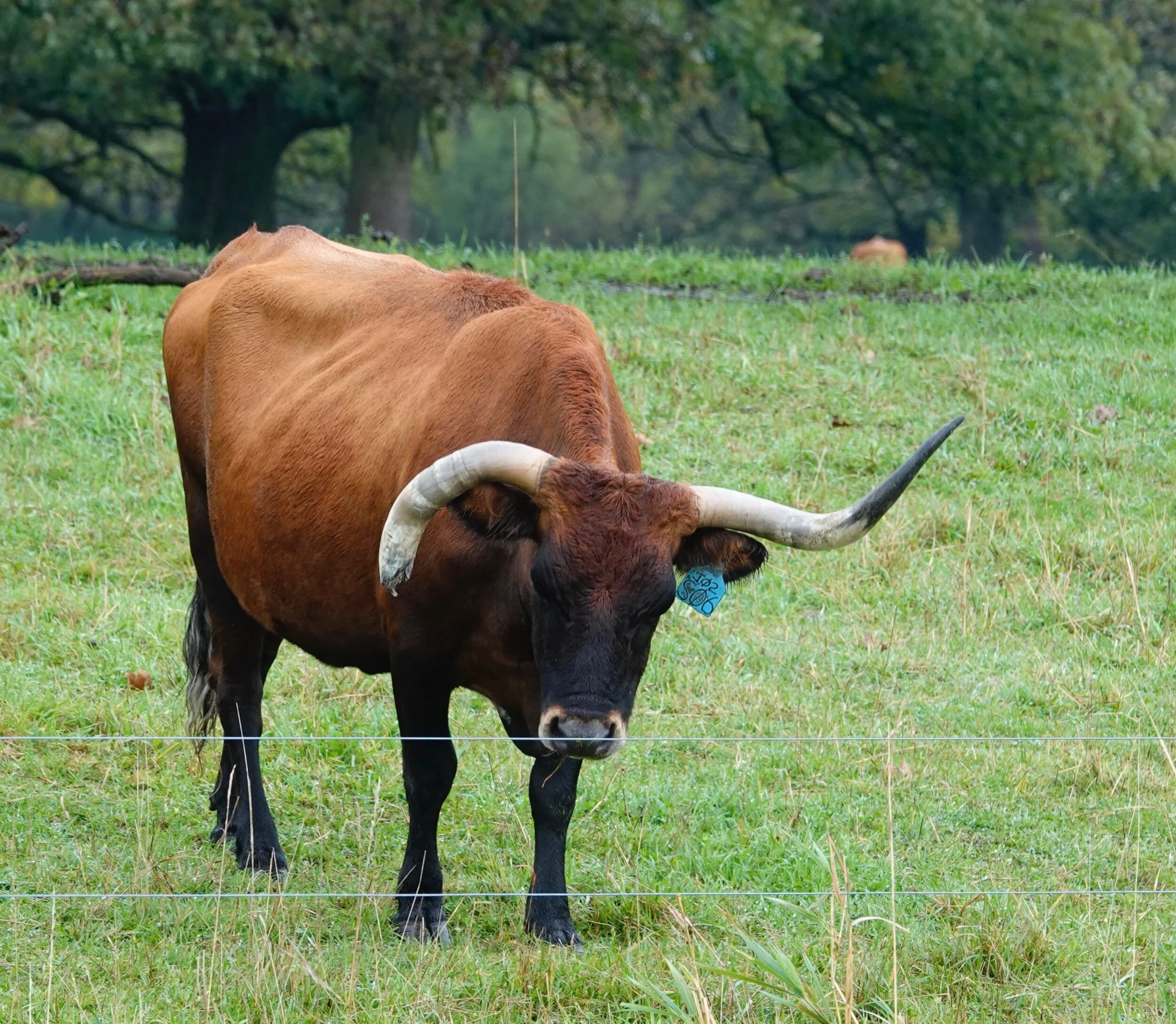 For some reason, these bovines are known as longhorns.