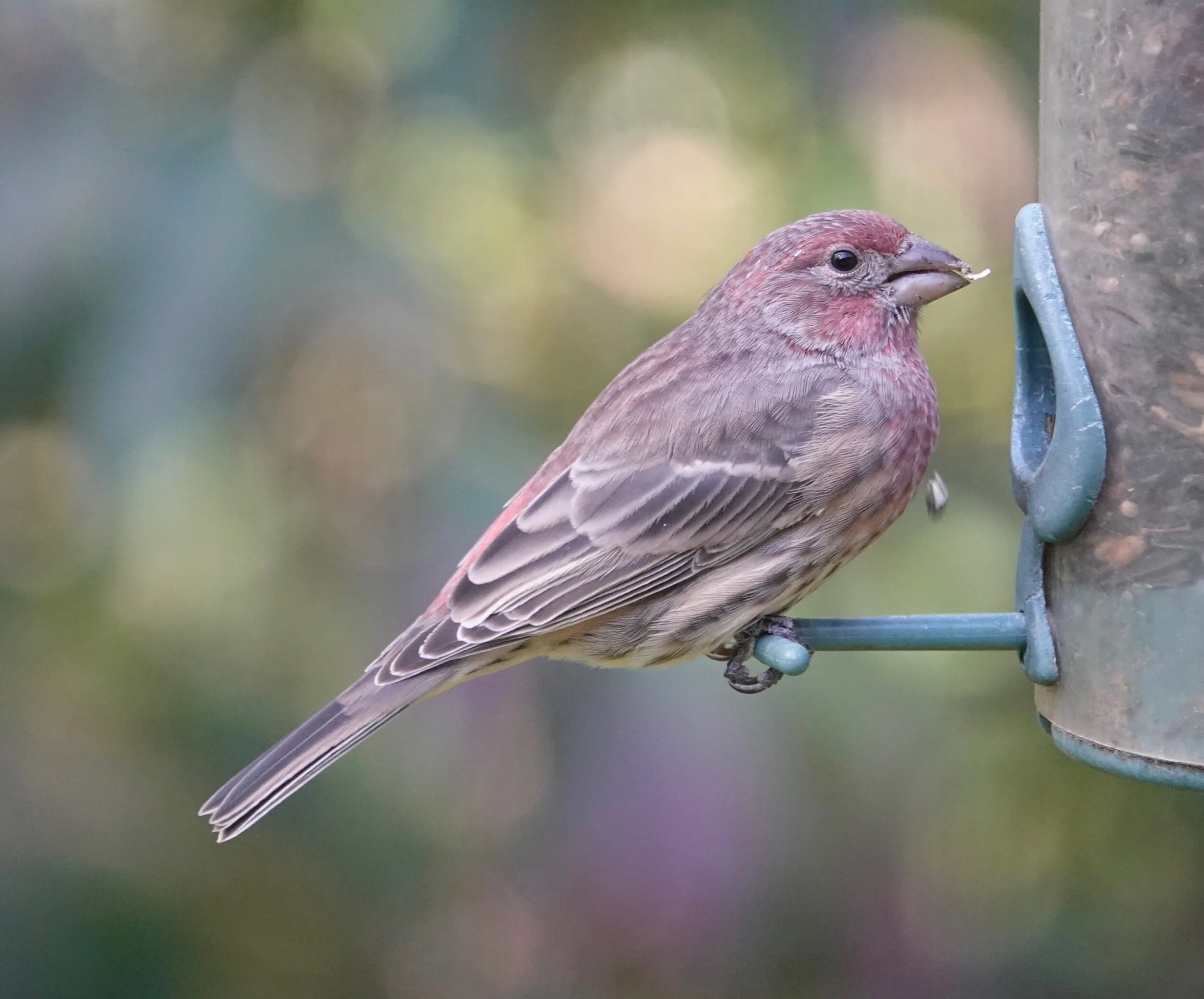 Maybe it’s called a house finch because I can watch it from my house. Probably not.