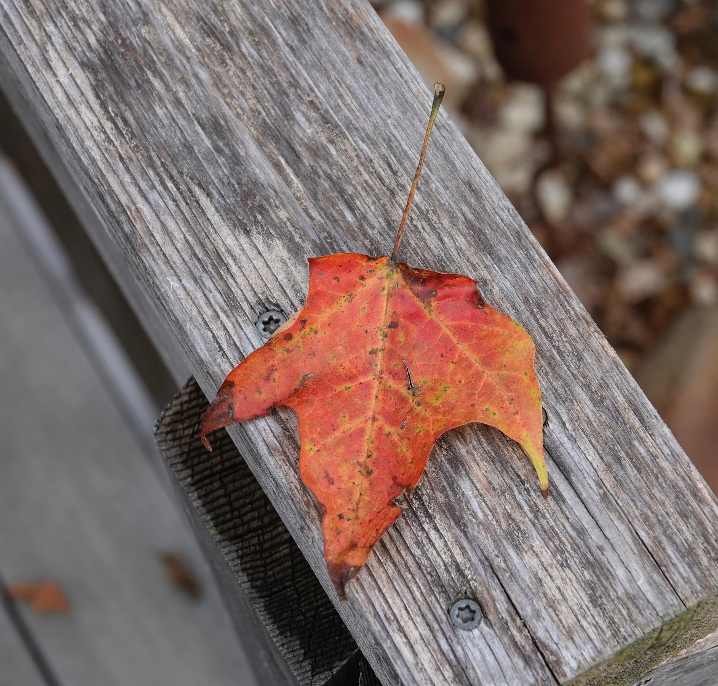 Fall is when leaves jump from trees and then dance with the wind.