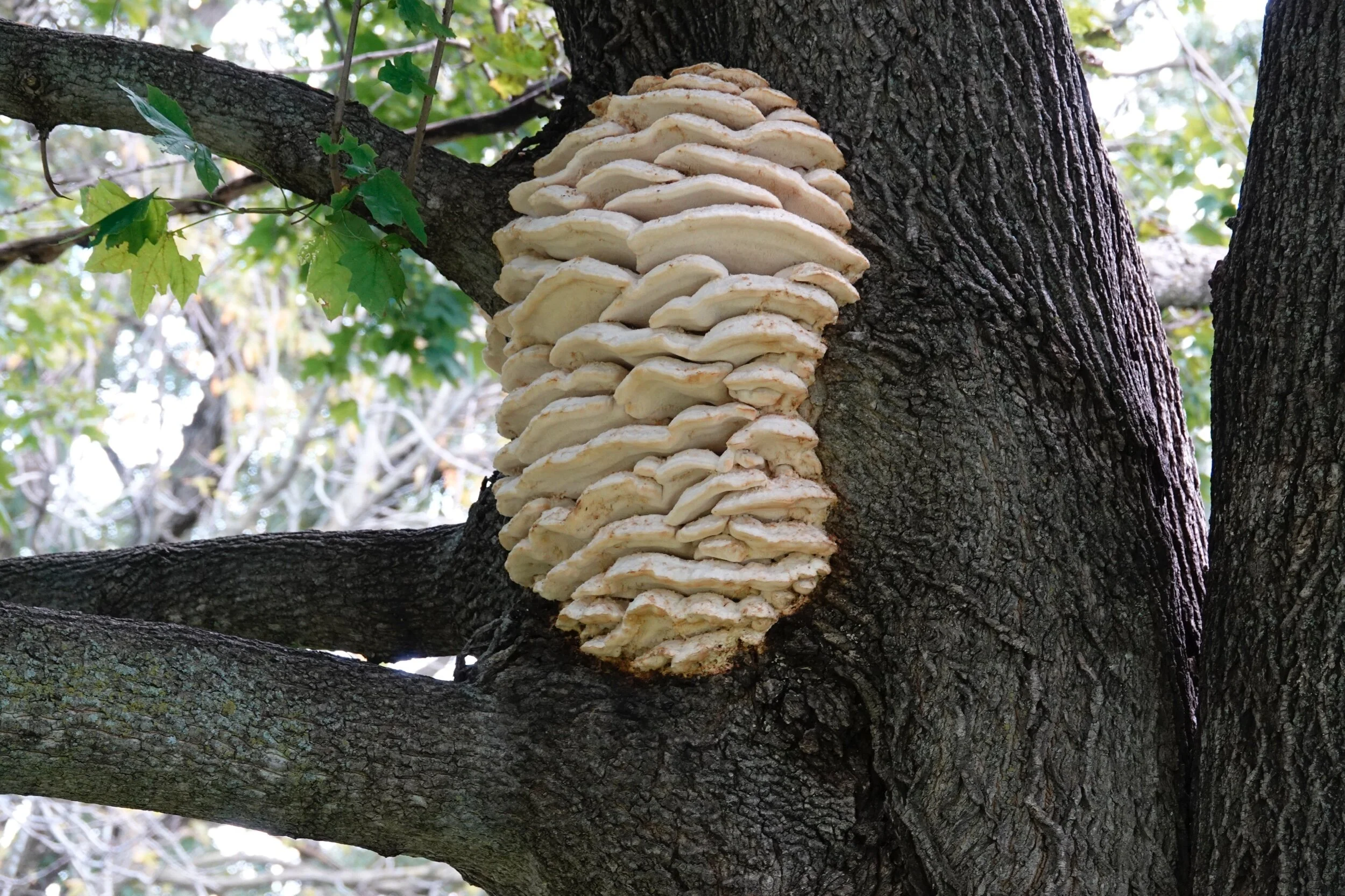 I set my GPS for “mushrooms of Harmony, Minnesota.” That took me nowhere, but I did see these on the way.