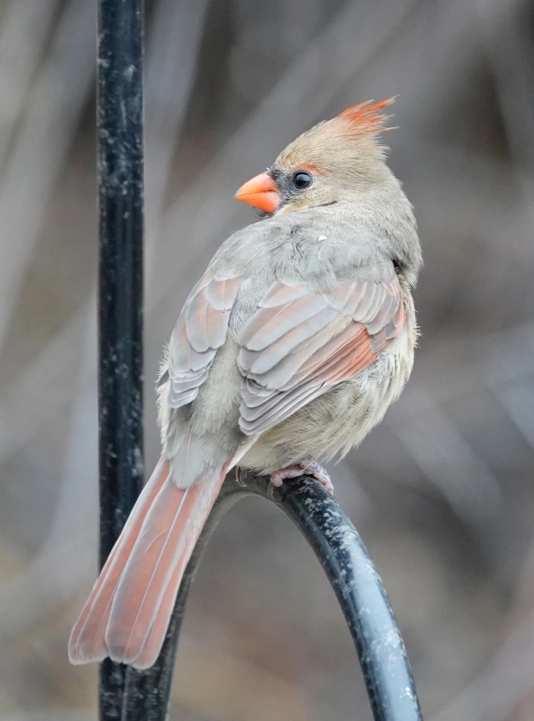 A female cardinal wears her feathers well.