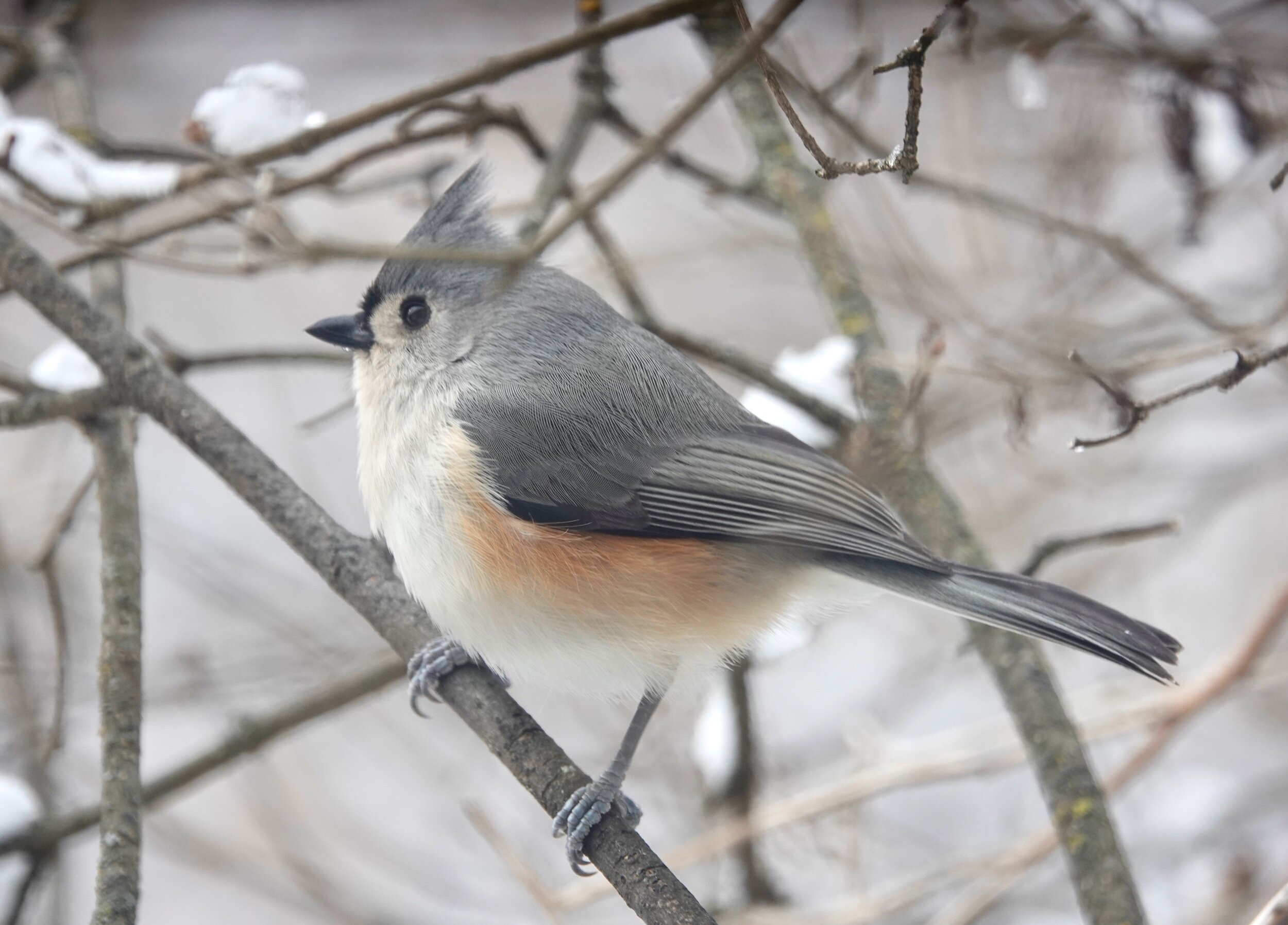 A tufted titmouse spent the winter in my yard. It has left for what I hope are greener pastures. He was good company.