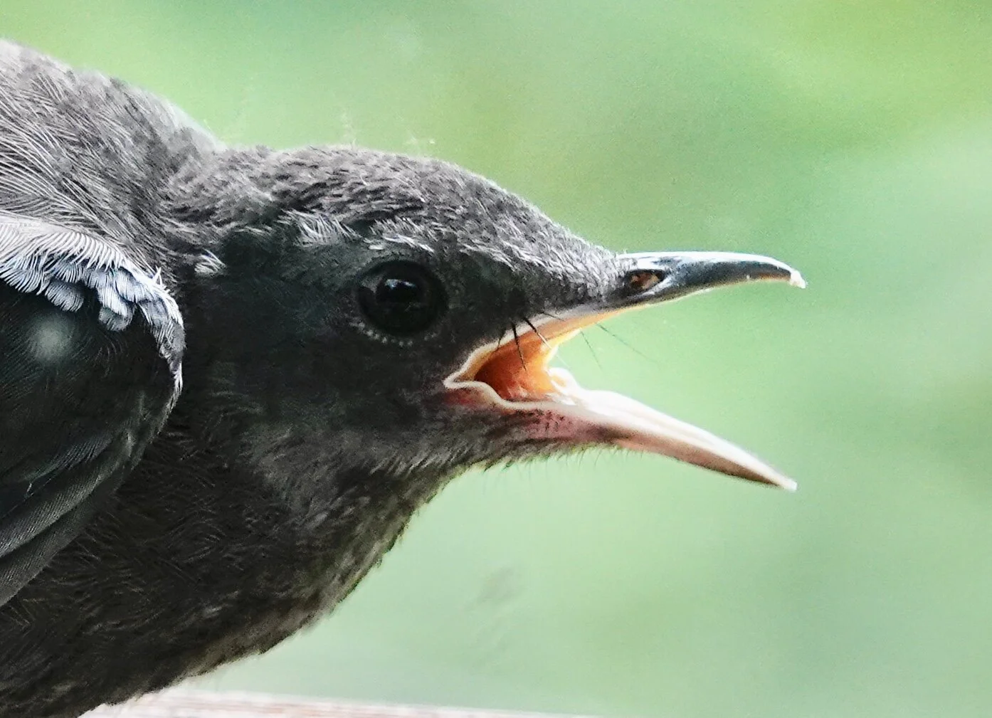 This Gray Catbird was threatening to enter into a catfight with a Blue Jay.