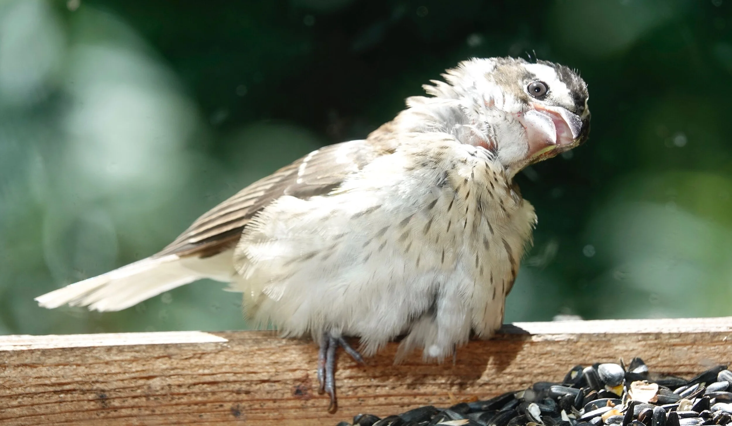 A Rose-breasted Grosbeak trying to stay awake during a webinar on the importance of trip or migration insurance.