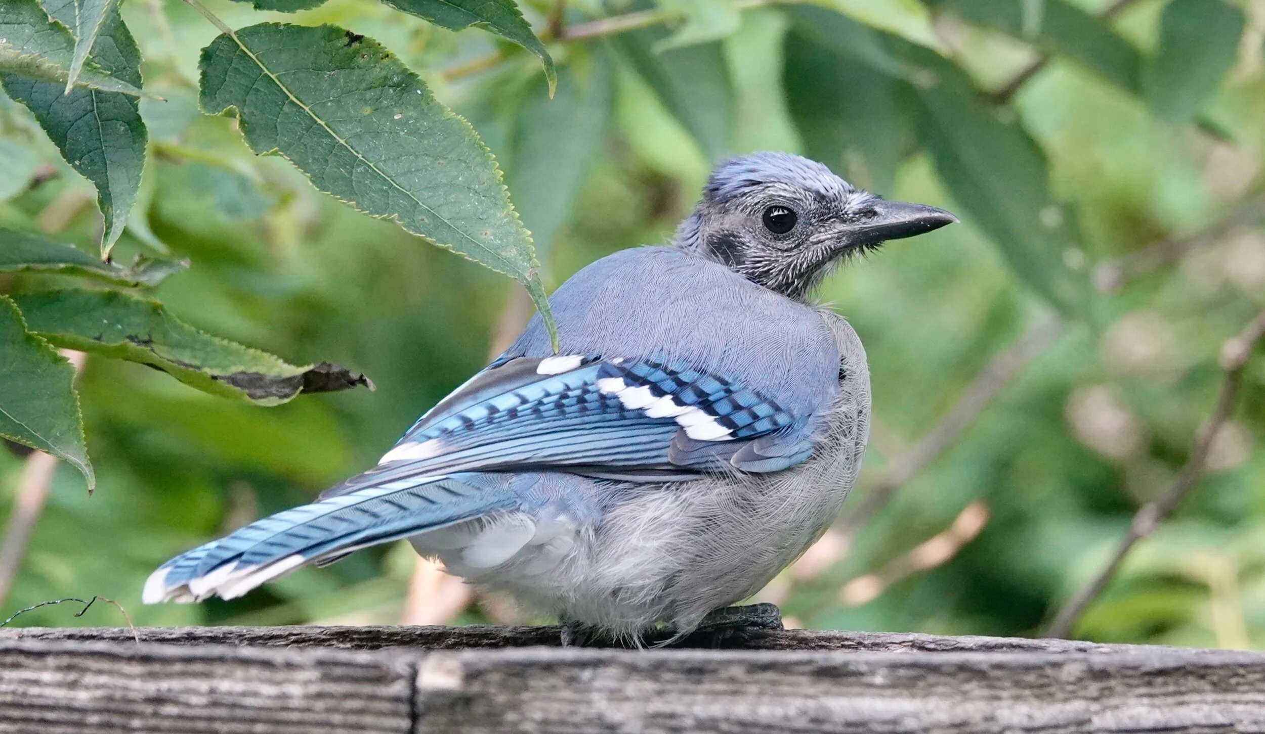 A molting Blue Jay looking for a hat.