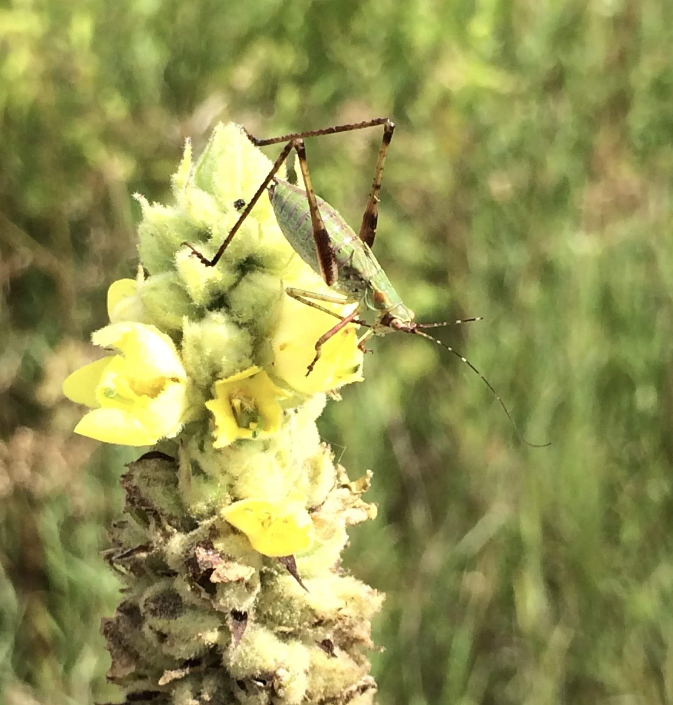 A lovely katydid who did or didn’t.
