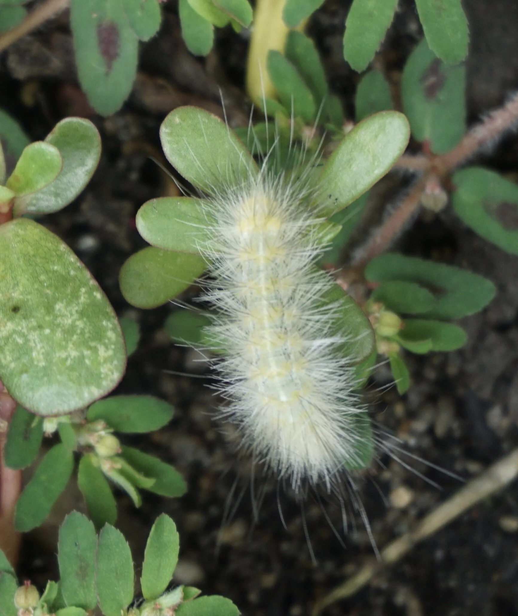 I’m thinking this Yellow Woolly Bear will grow up to be a Virginian Tiger Moth.