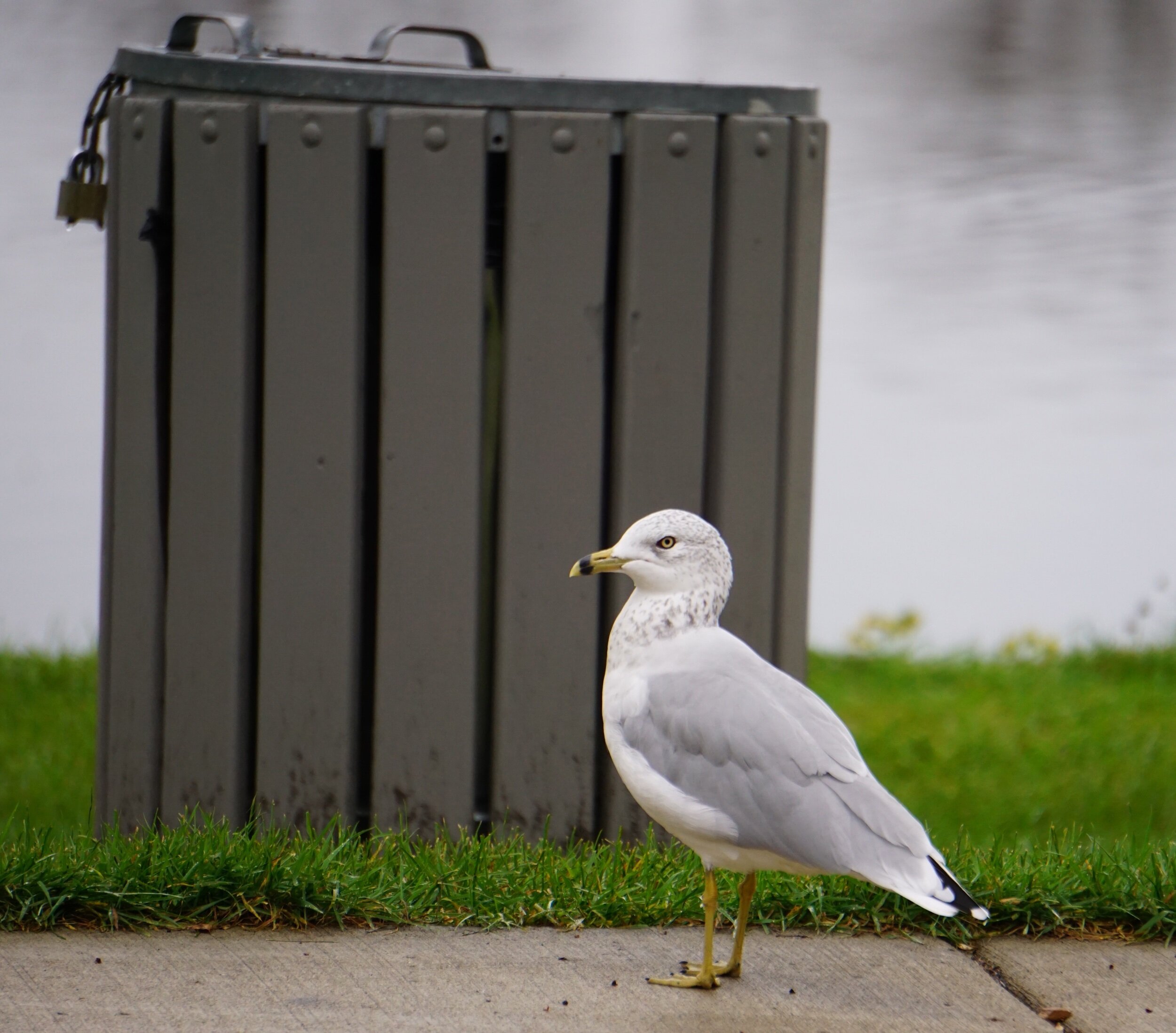 A Ring-billed Gull waits for the garbage to be delivered.