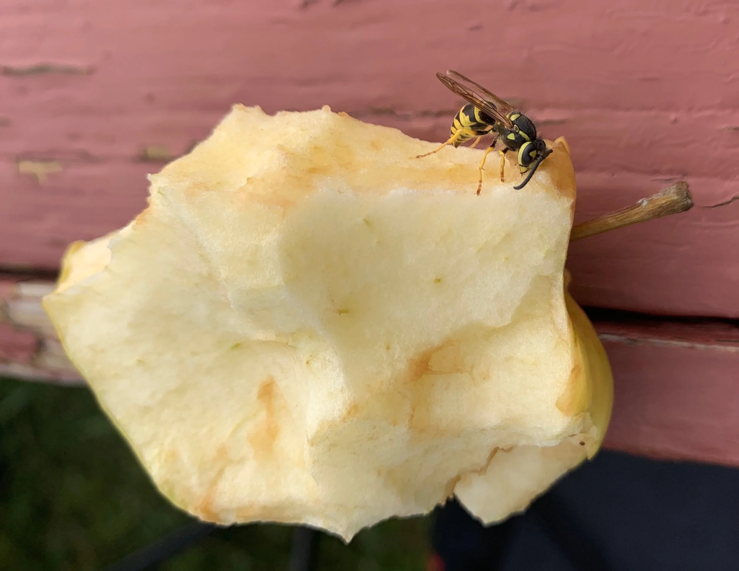 An Eastern Yellowjacket fearlessly attacks an apple much larger than the wasp.