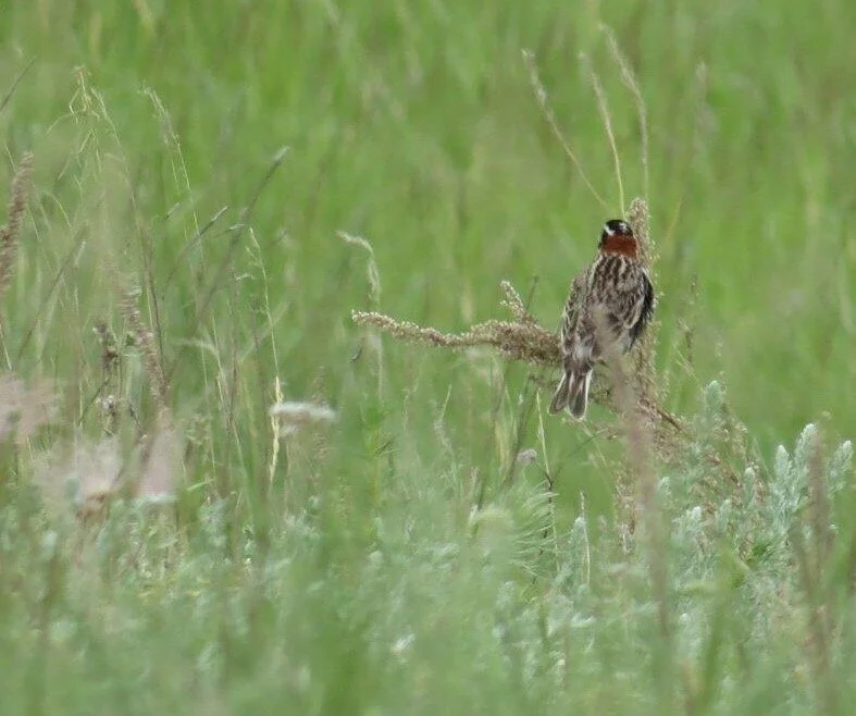 The chestnut collar of a Chestnut-collared Longspur.
