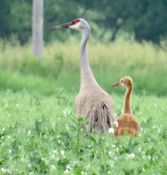 Sandhill Cranes, parent and colt.