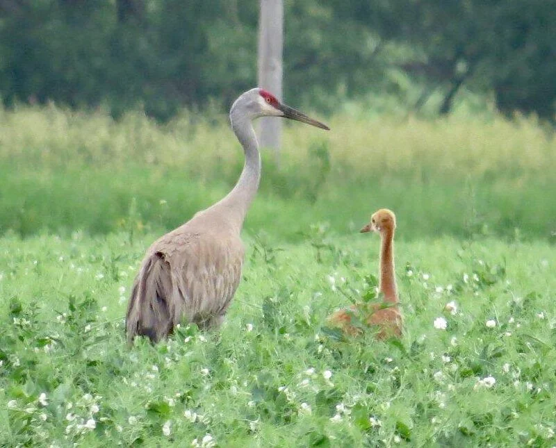 Sandhill Cranes, parent and colt.