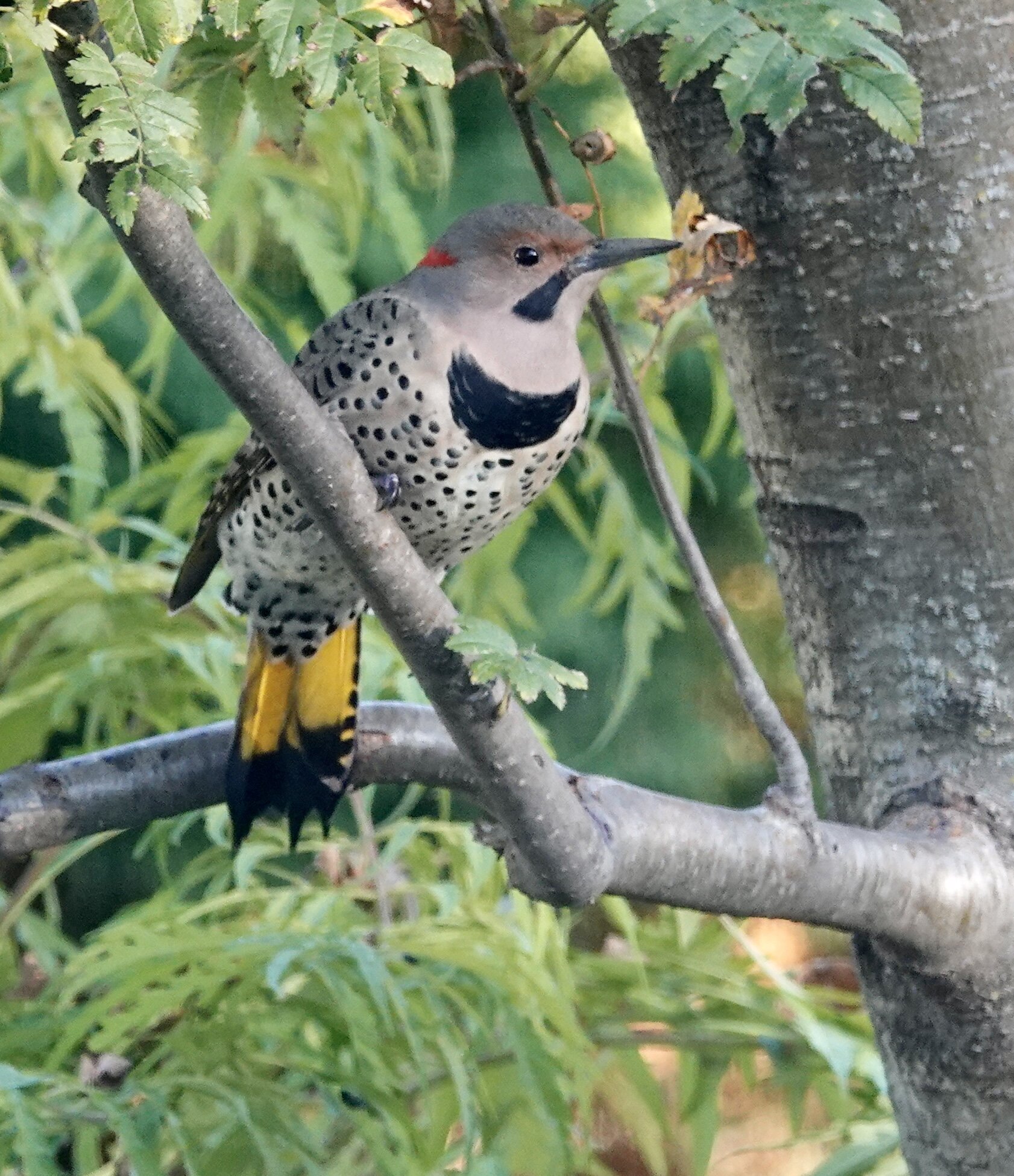 Let there be ants. And let there be eaters of ants like this Northern Flicker.