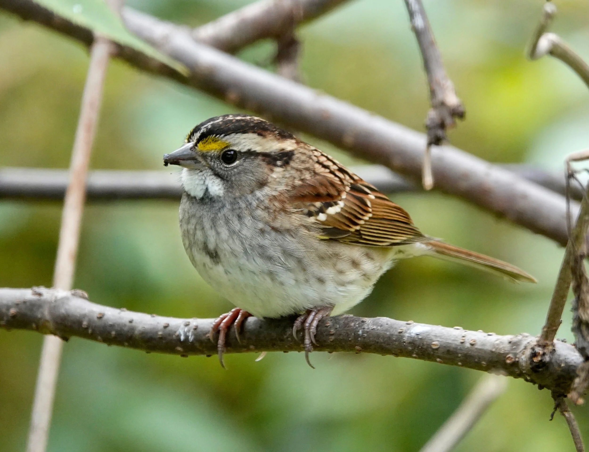 Whistling is a White-throated Sparrow’s superpower.