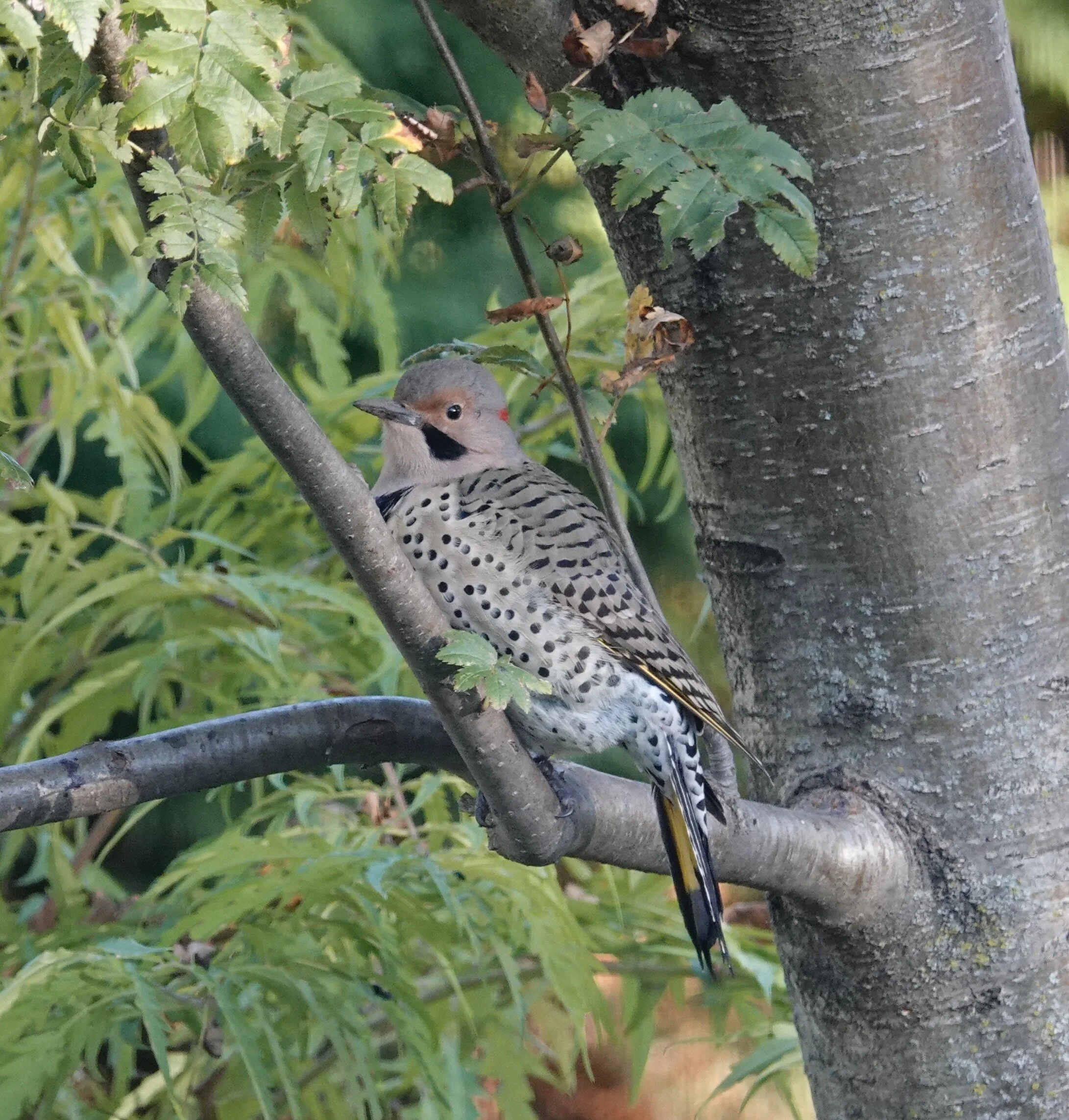 This is a male Northern Flicker. He has a mustache.