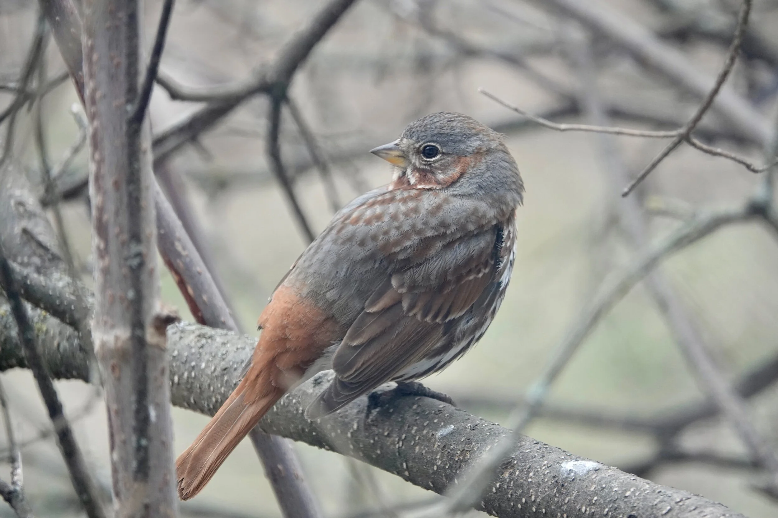 Br'er fox sparrow’s pose caused me to utter the pangram "The quick brown fox sparrow jumps over the lazy dog."