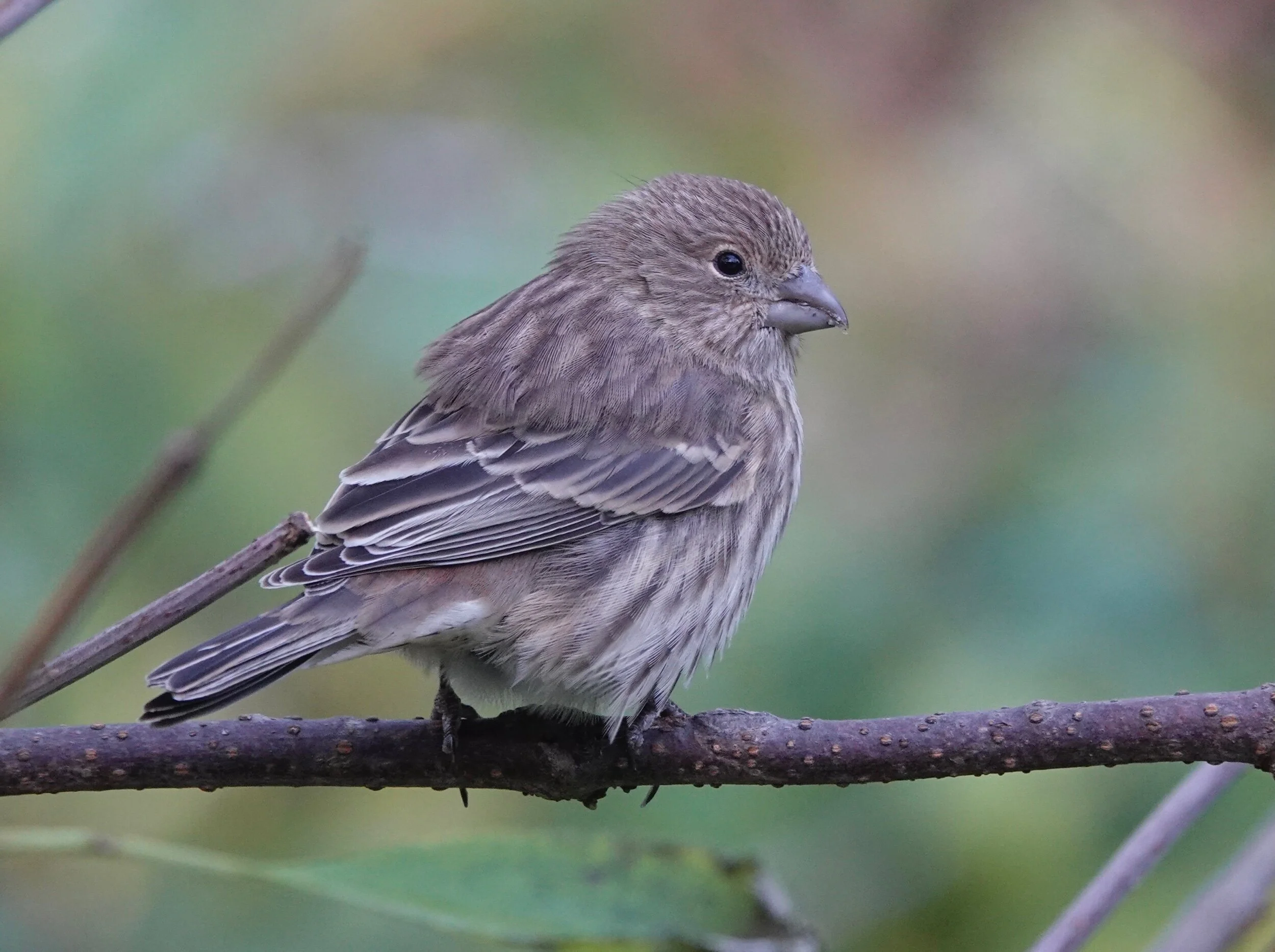 So many House Finches, so little time to stare at them.