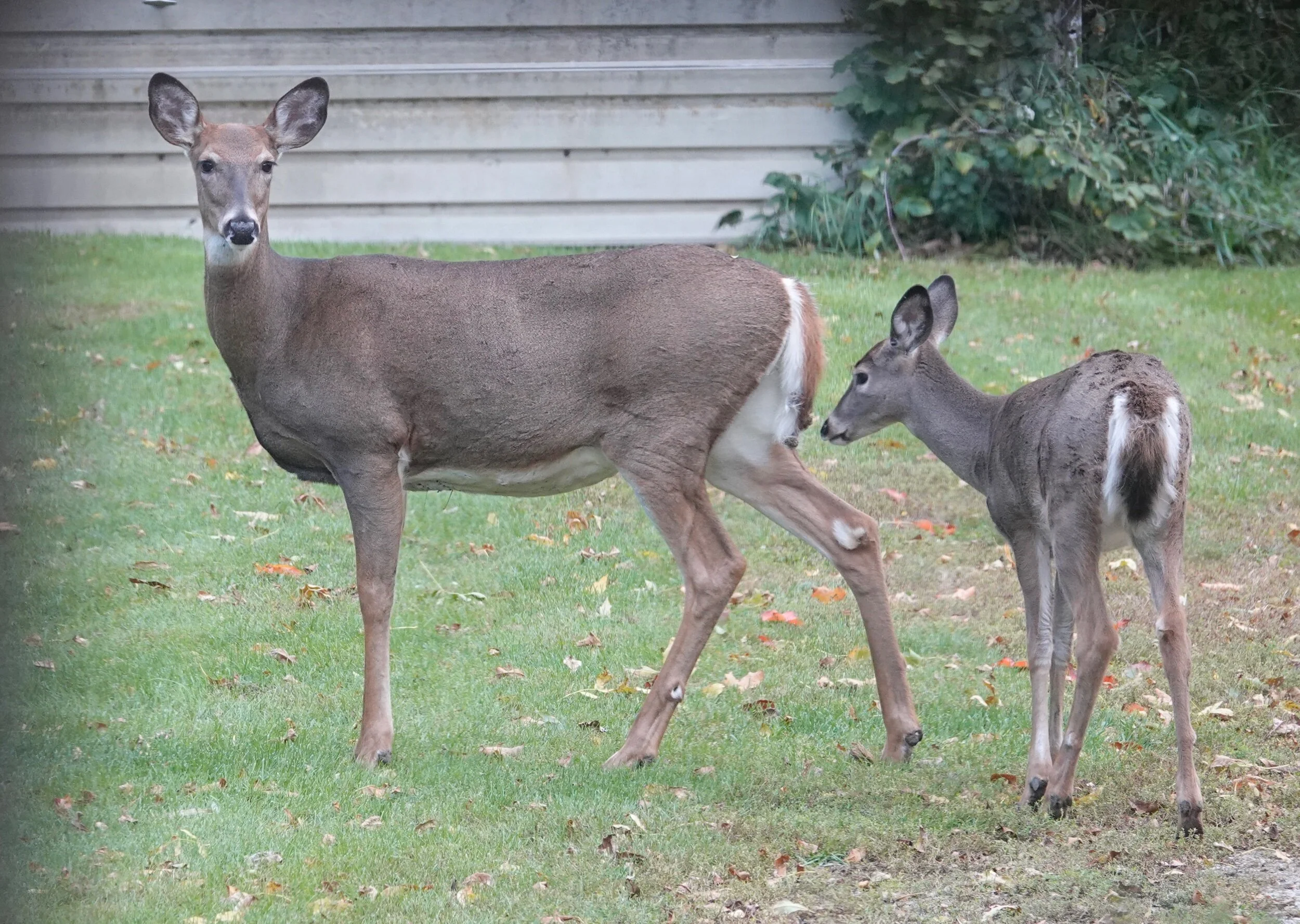 I deer you to come another step closer.