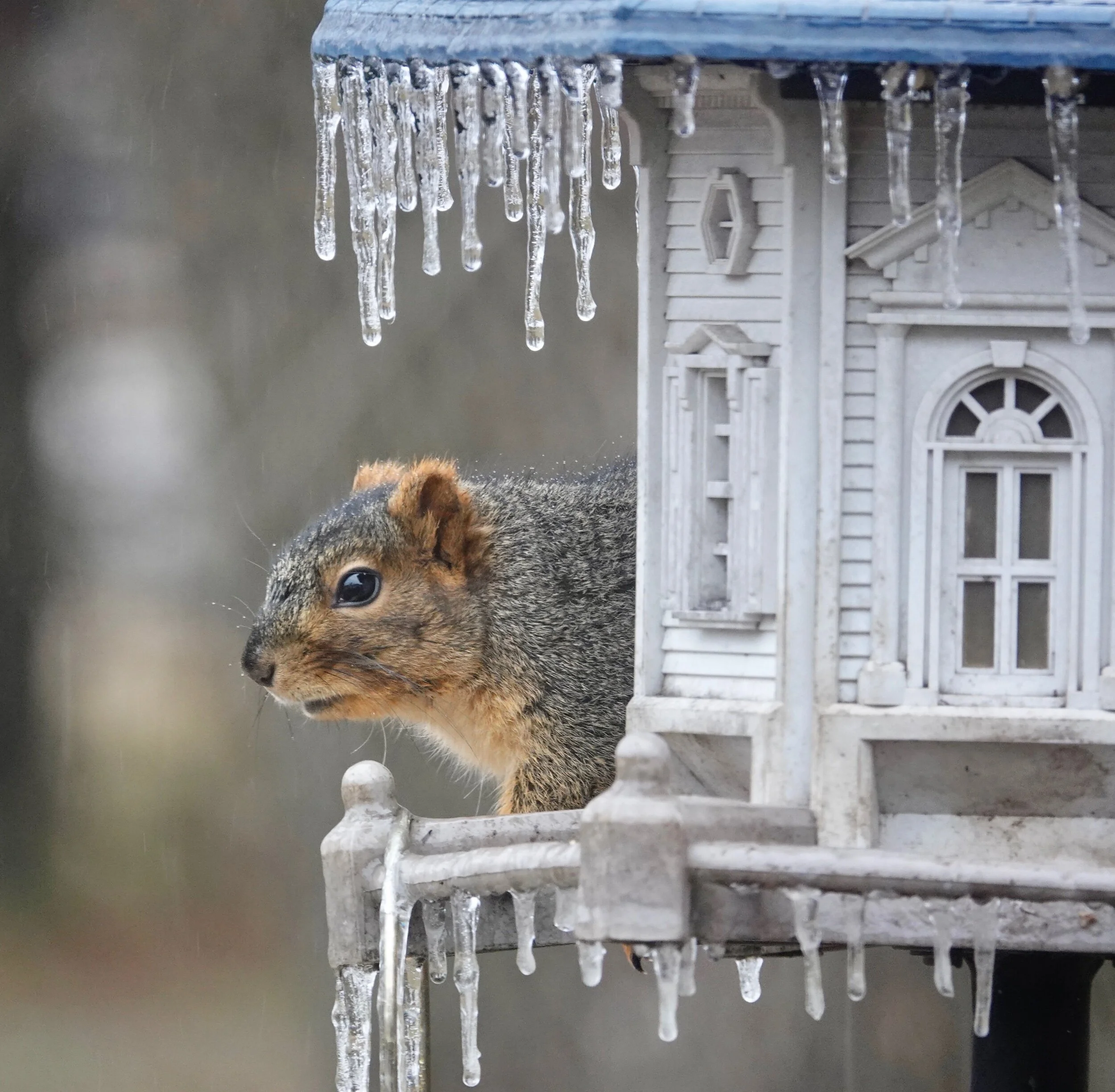 It looked like an ice day to the squirrel.