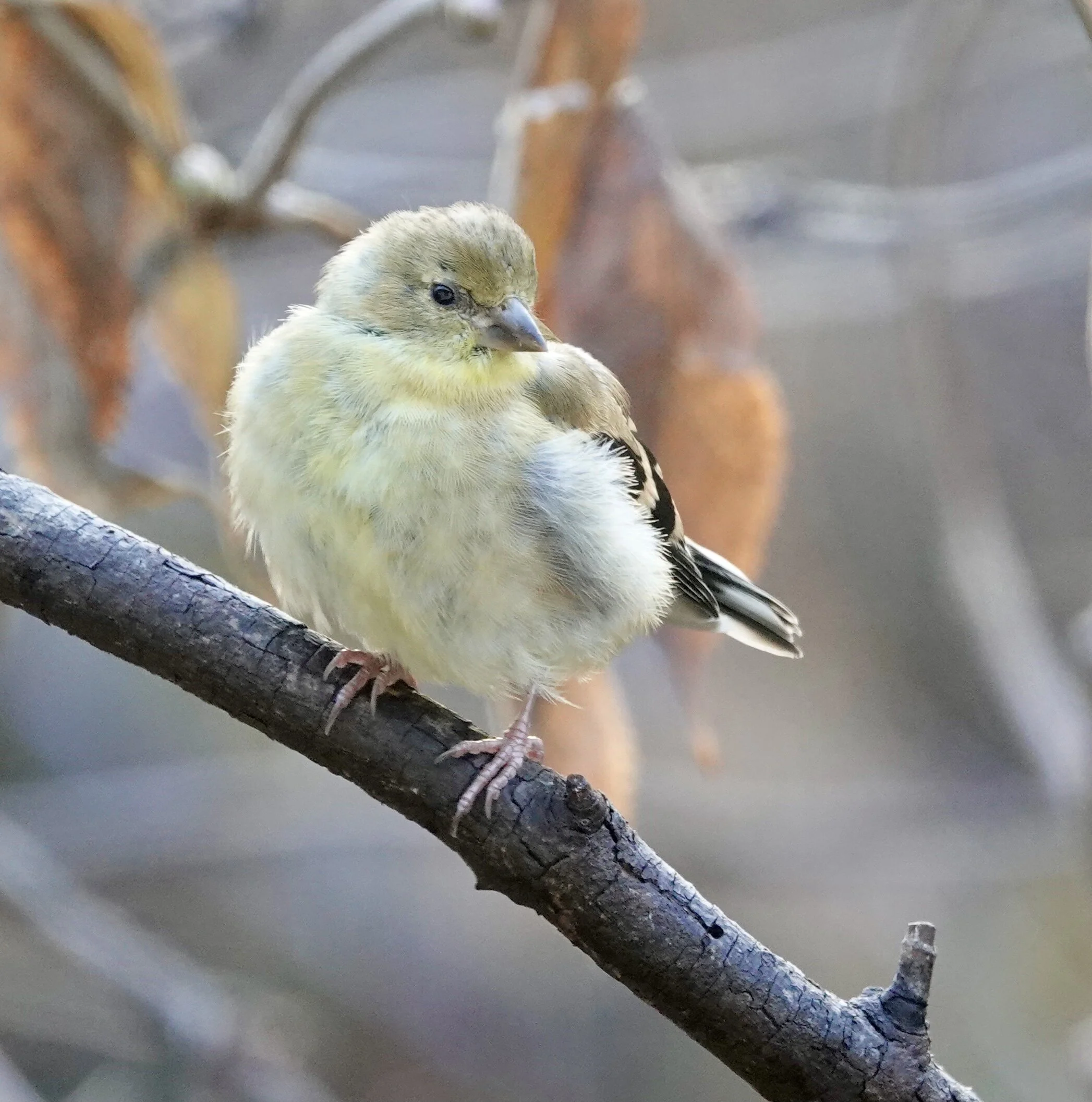 Sugar and spice and everything ice. Except for this American Goldfinch, which was everything nice.
