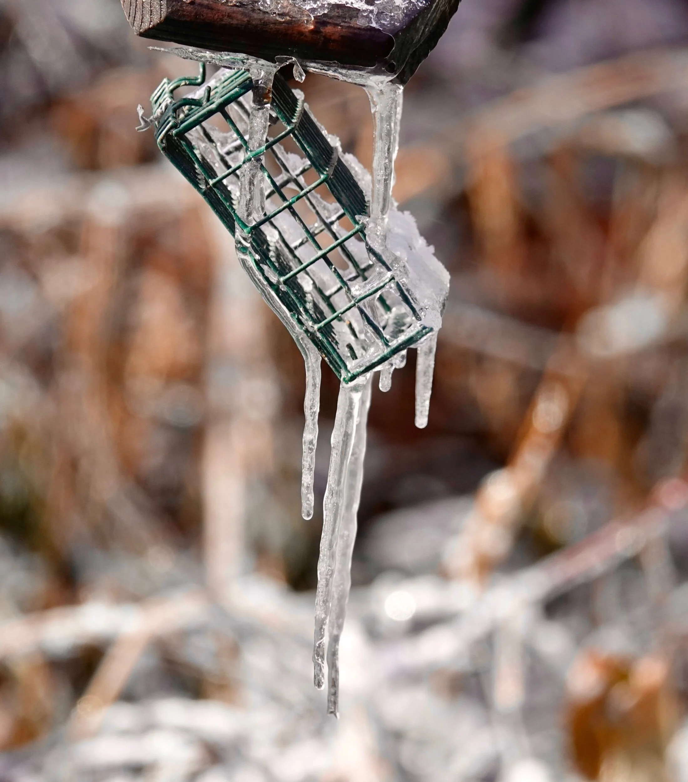 If I’d have known the weather was coming, I’d have baked a suet cake.