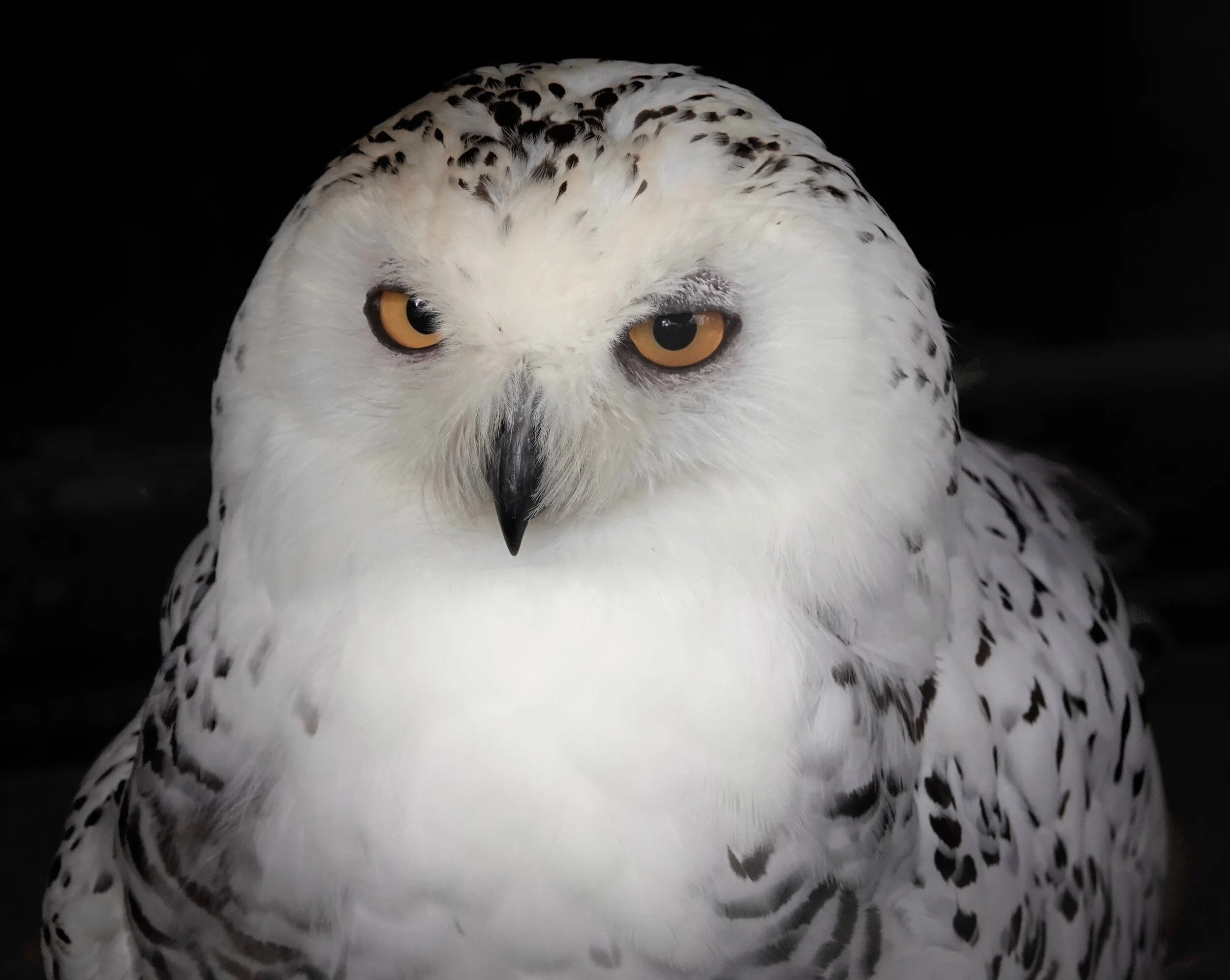 I didn’t see a single Snowy Owl near my abode last winter. Perhaps this coldest season will be just the ticket.