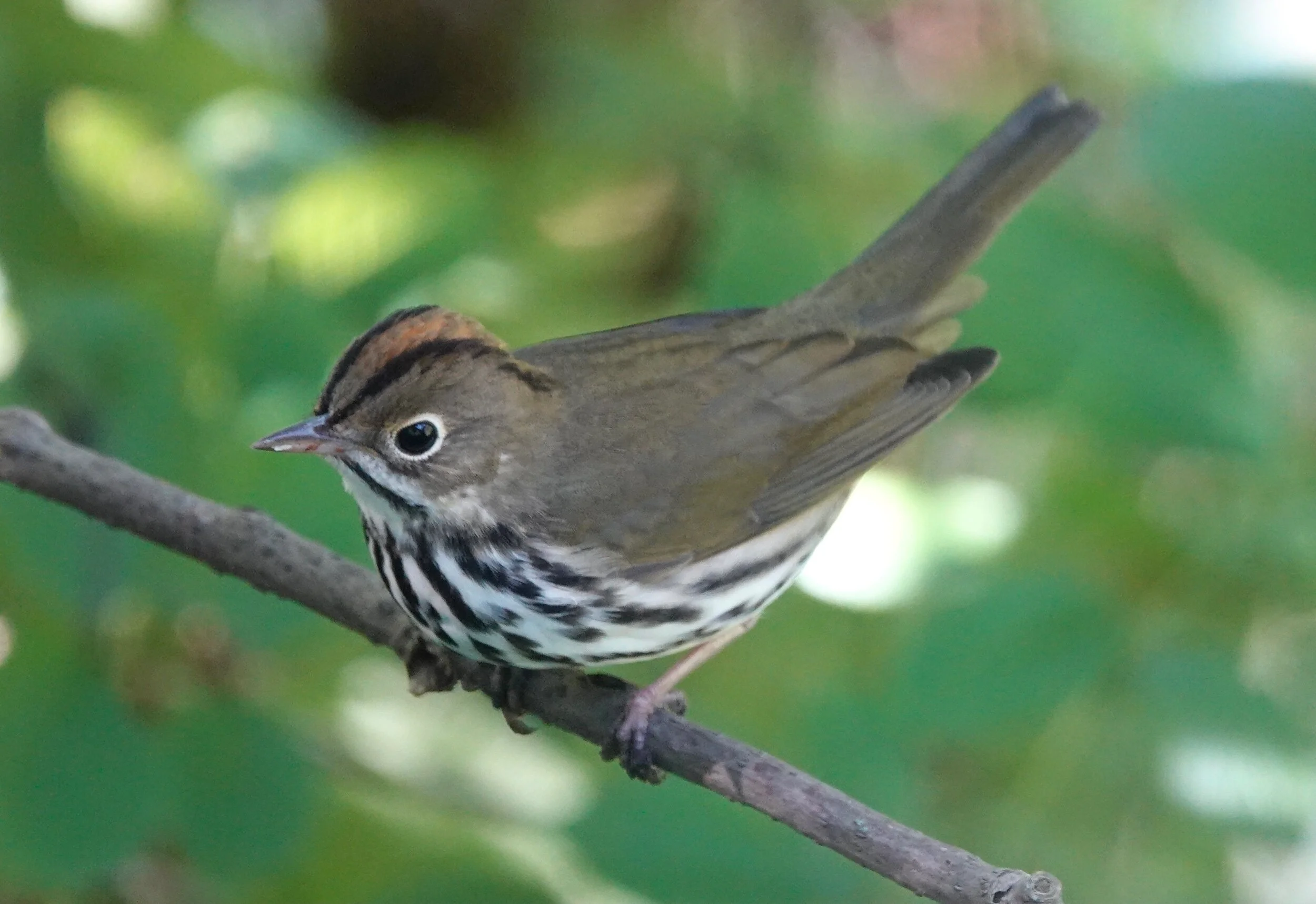The Ovenbird makes a nest that resembles a Dutch oven and sings, “Teacher, teacher, teacher.”