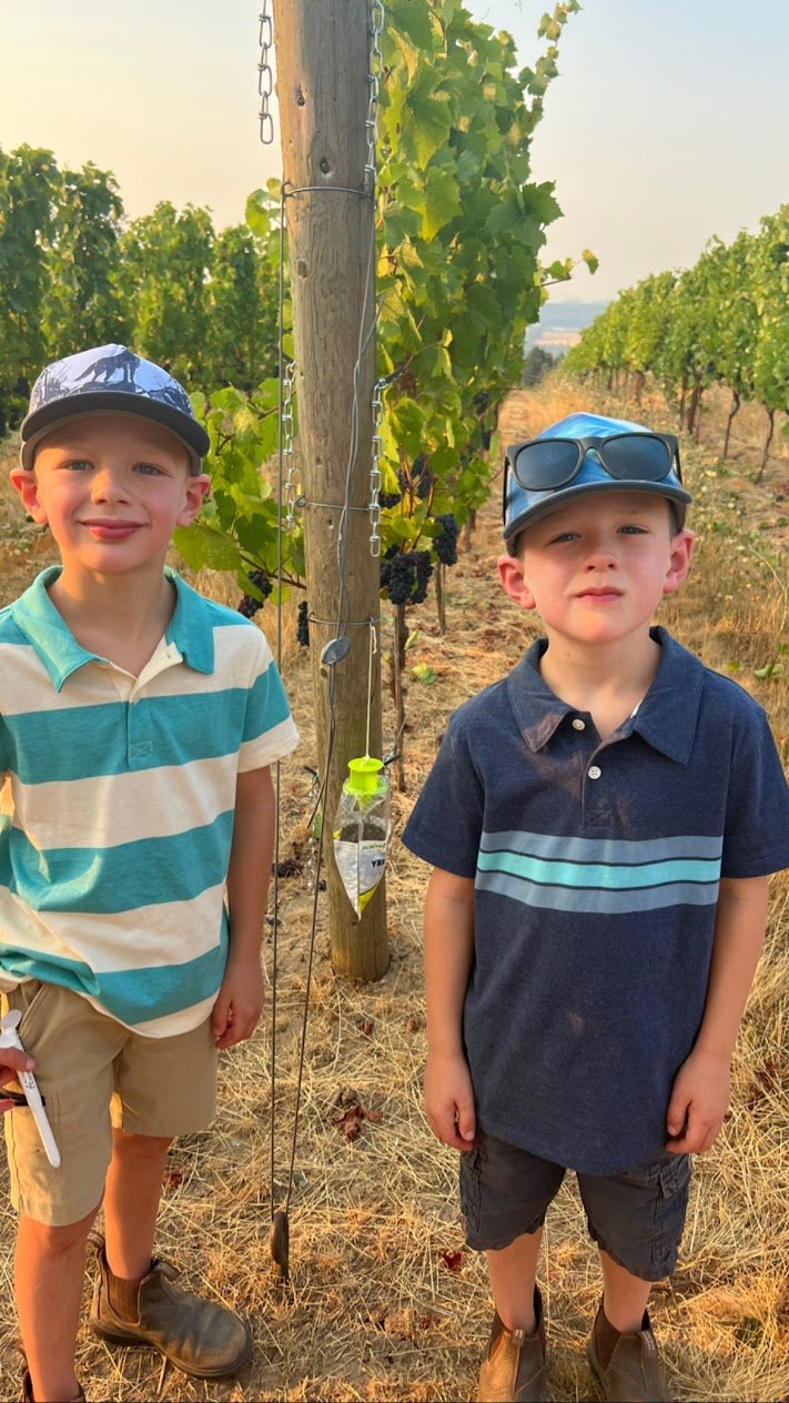 gemini_vineyards.jpg