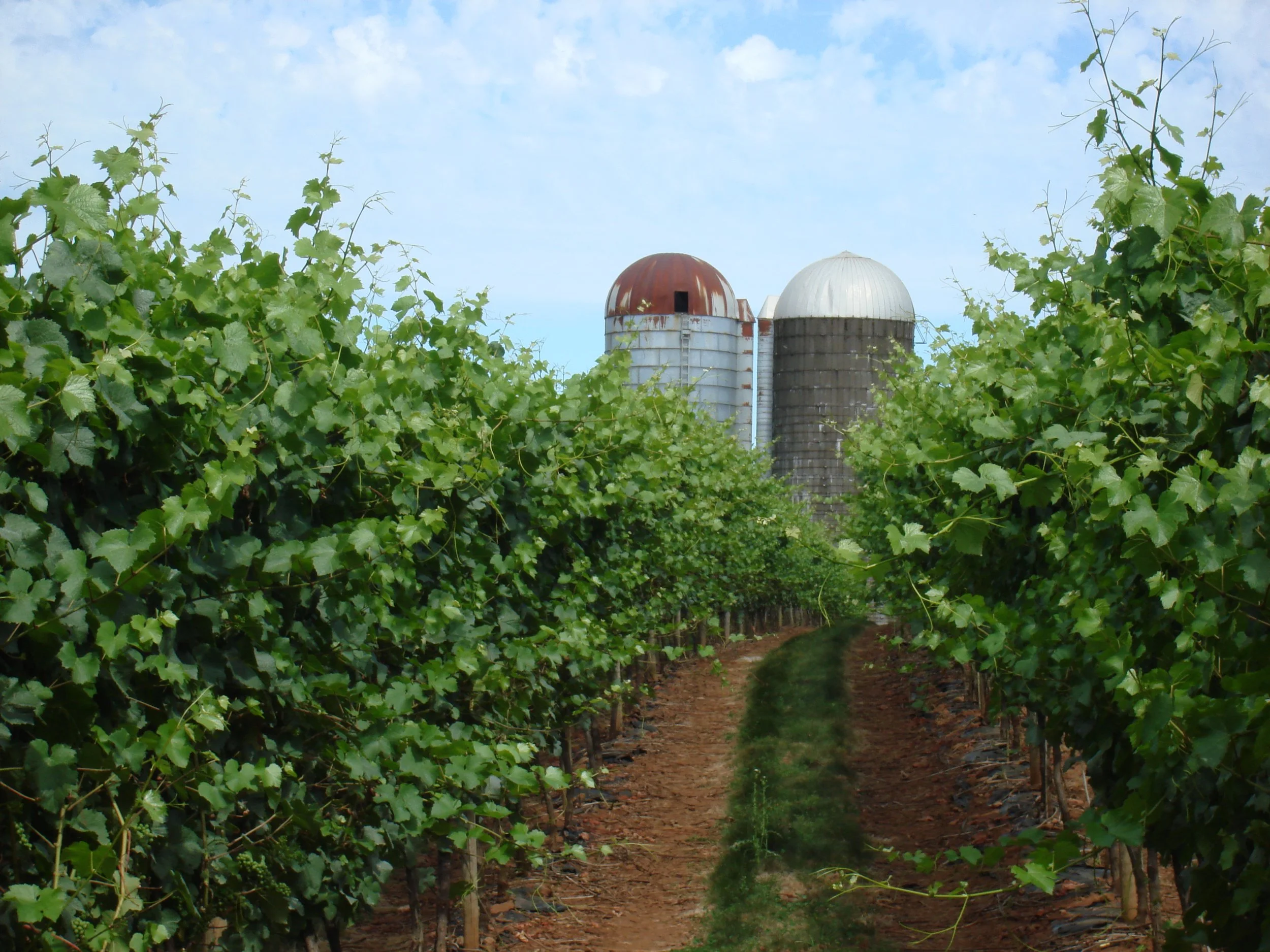 vineyards_082511013.JPG
