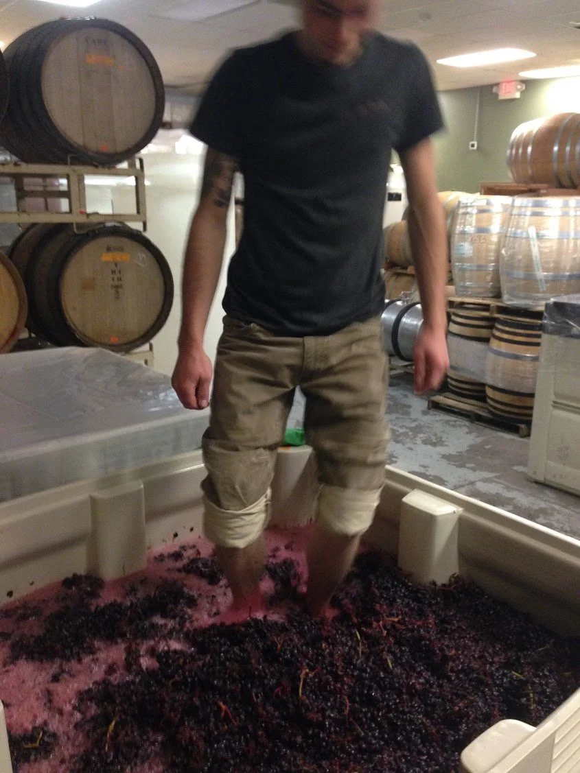 harvest2016_harvestintern.JPG
