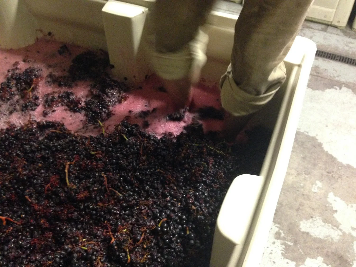 harvest2016_harvestintern2.JPG