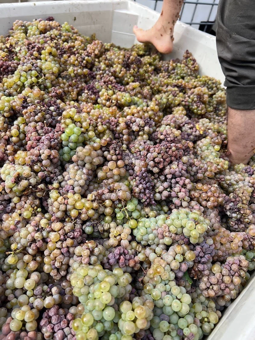 Matt_feet_grapes_Harvest2023.jpg