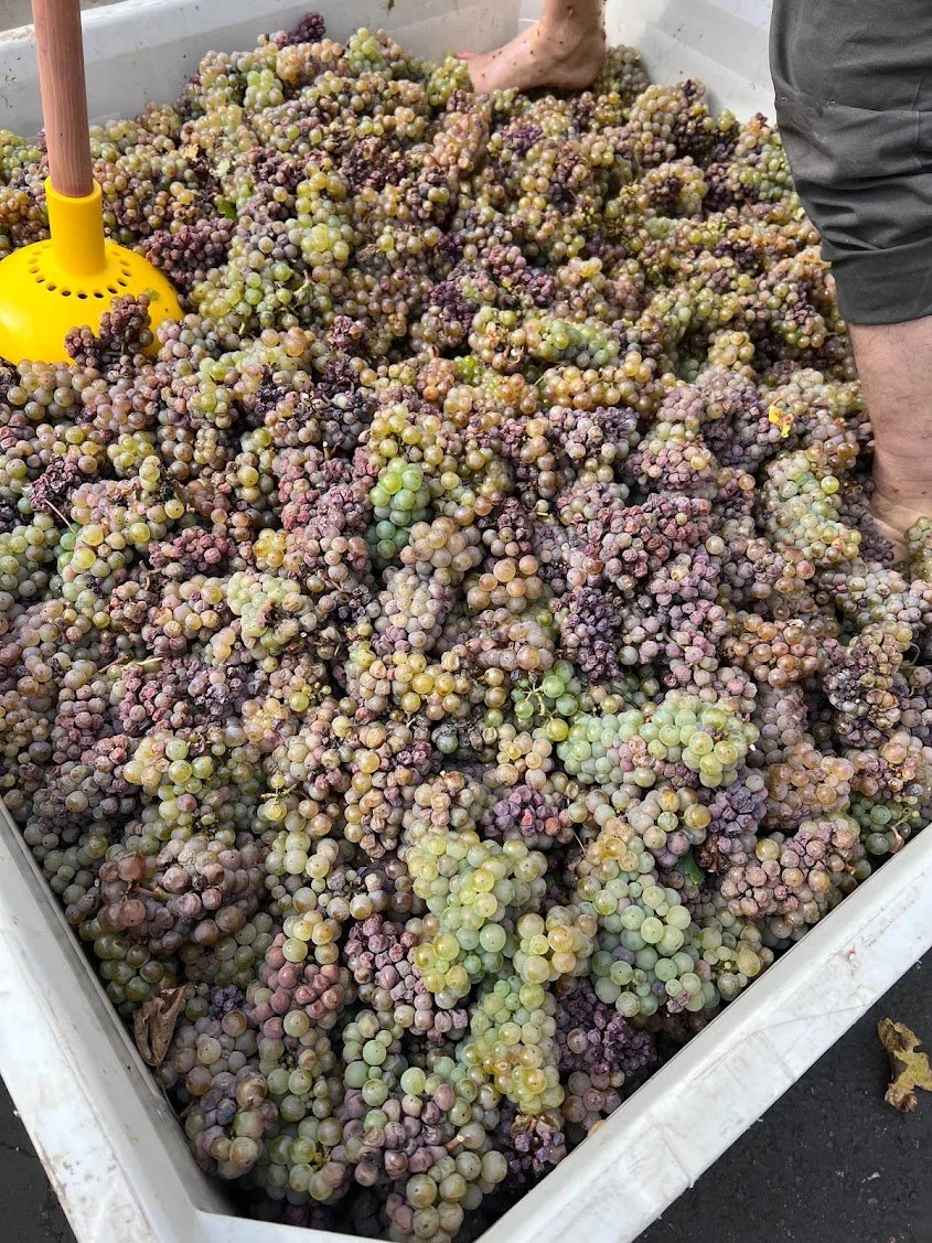 Matt_grapes_harvest2023.jpg