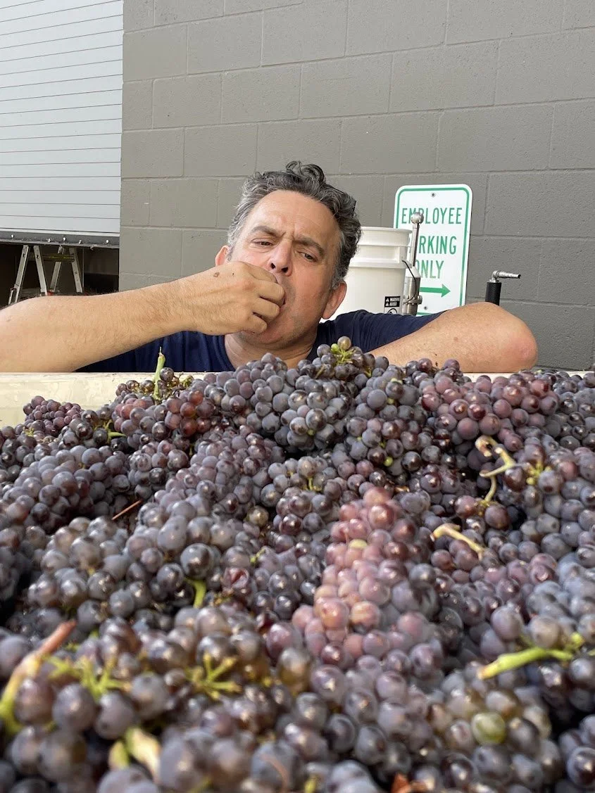 Matt_grapes_harvest2024_oct.jpg