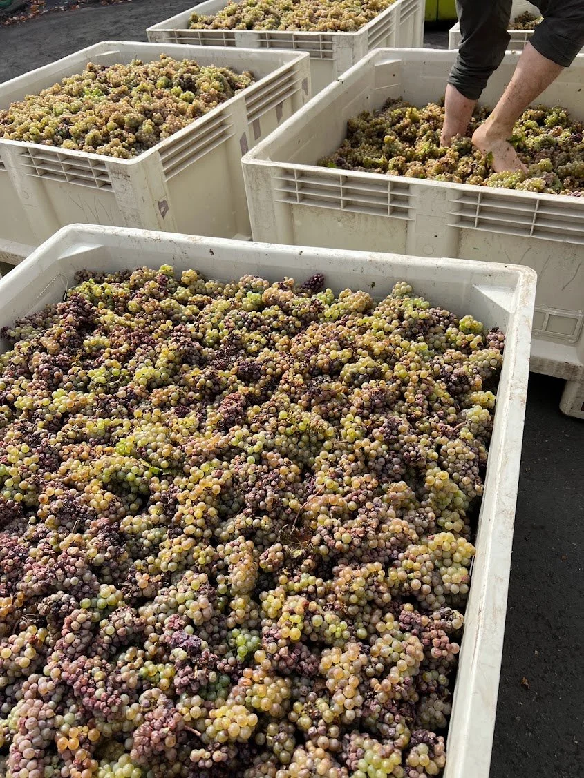 Matts_feet_harvest2023_october.jpg