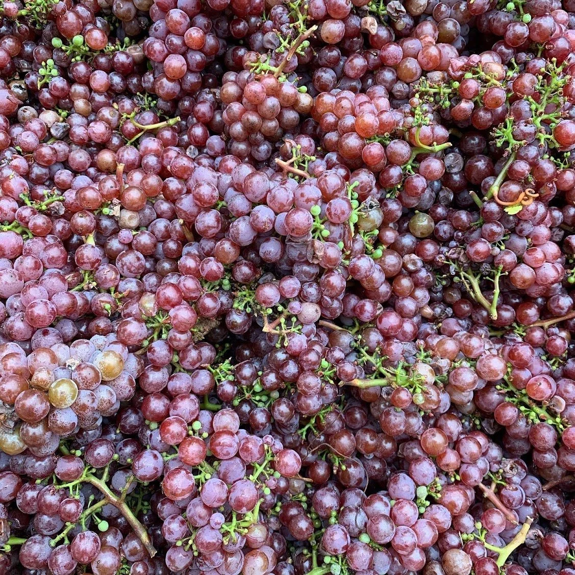 pinot_gris_or_gewurtztraminer_grapes.jpg