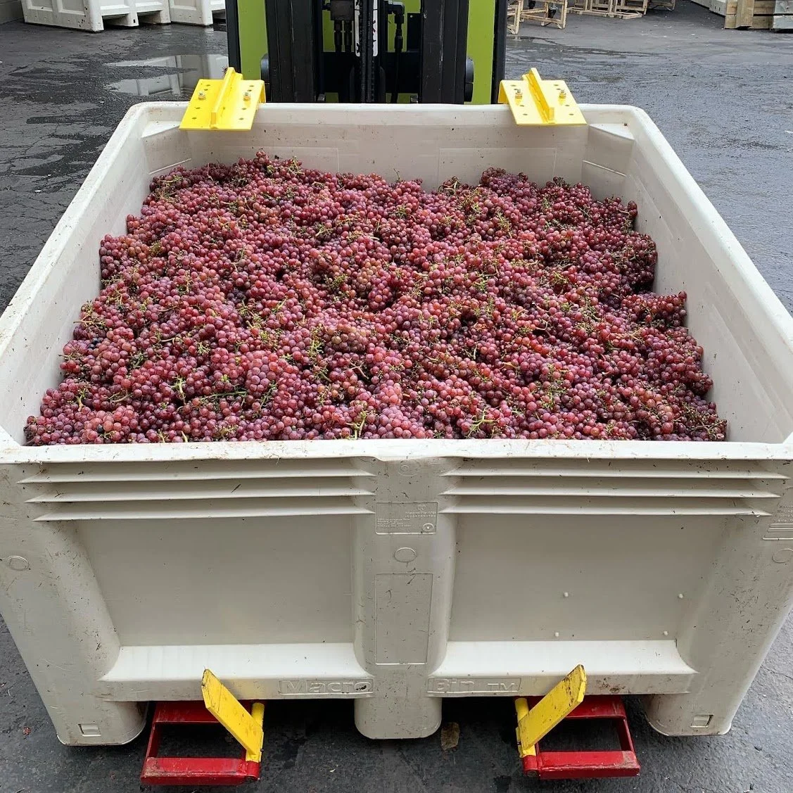 pinot_gris_or_gewurtztraminer_grapes2.jpg