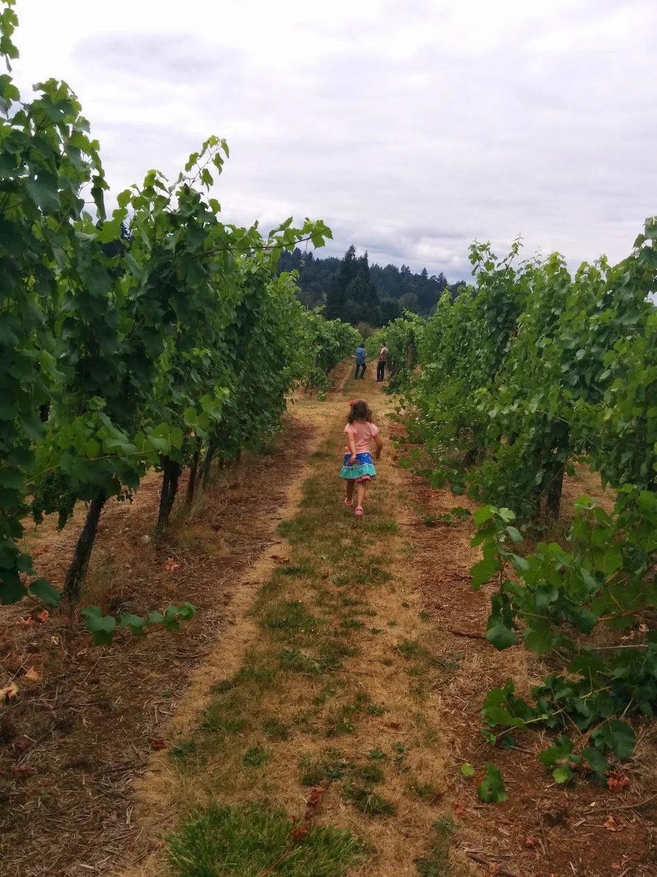sunnyside vineyard 2015