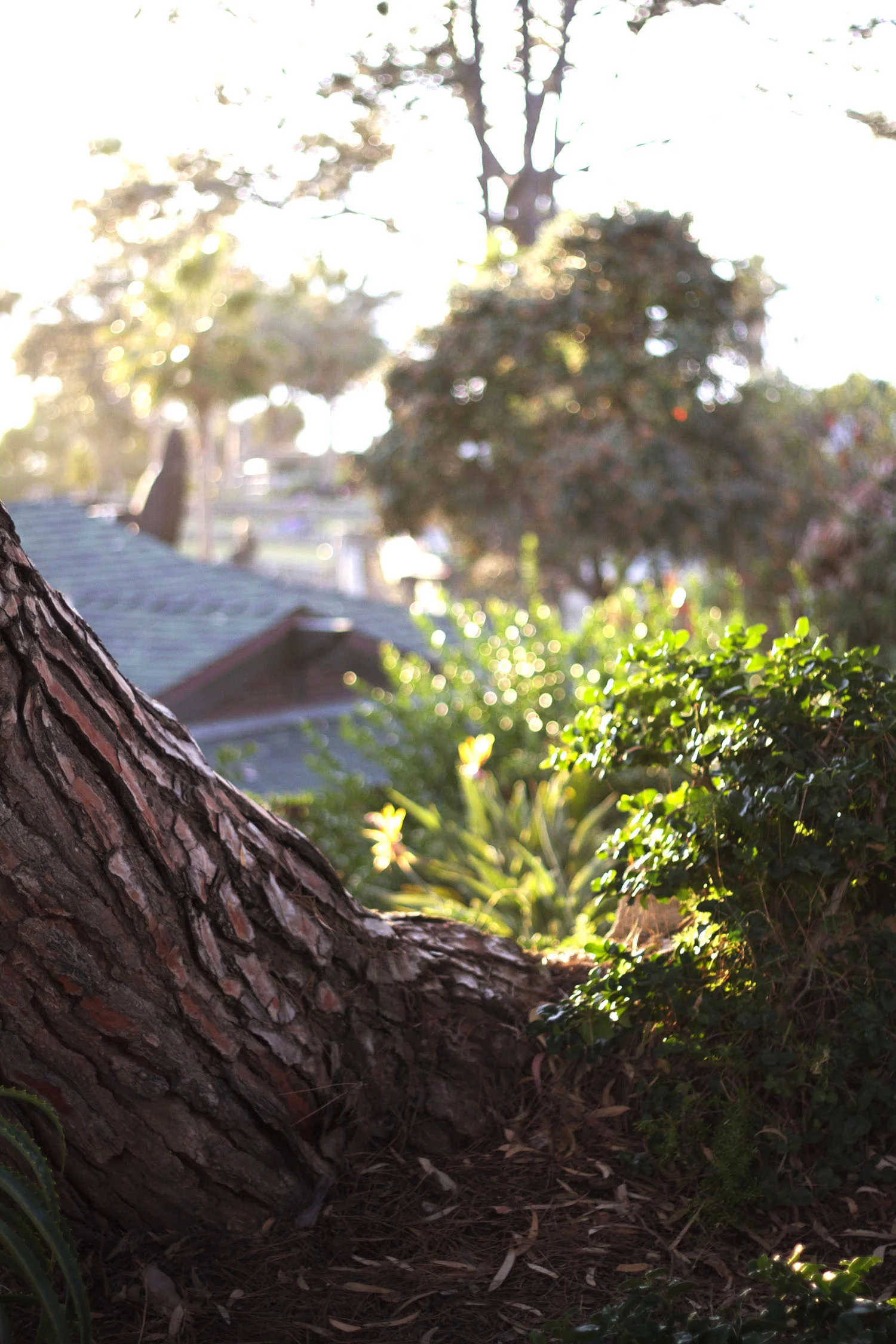 treetrunk.jpg