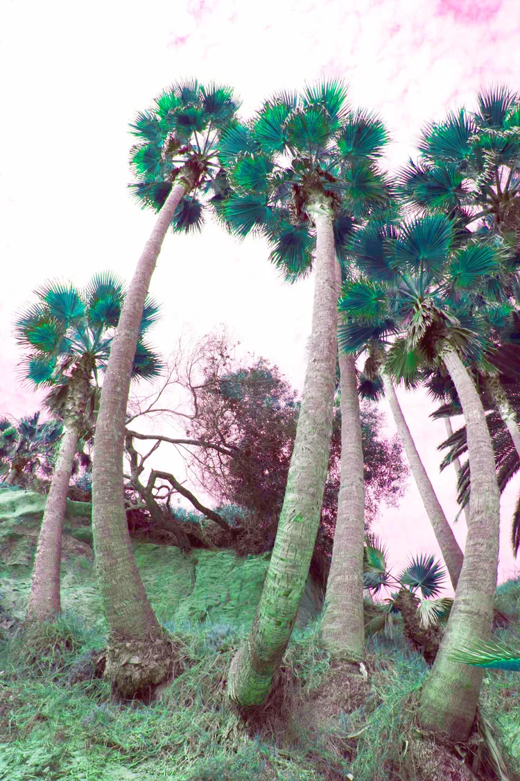 happytrees.jpeg